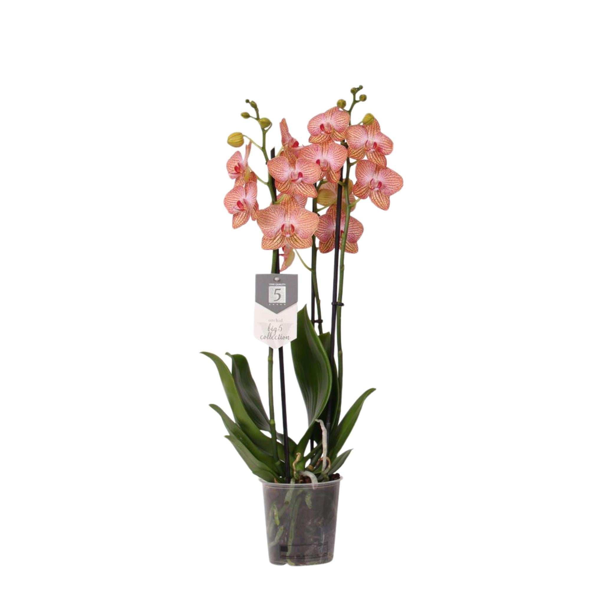 Phalaenopsis Ravello – 3 Zweige – 60 cm – Ø12 cm