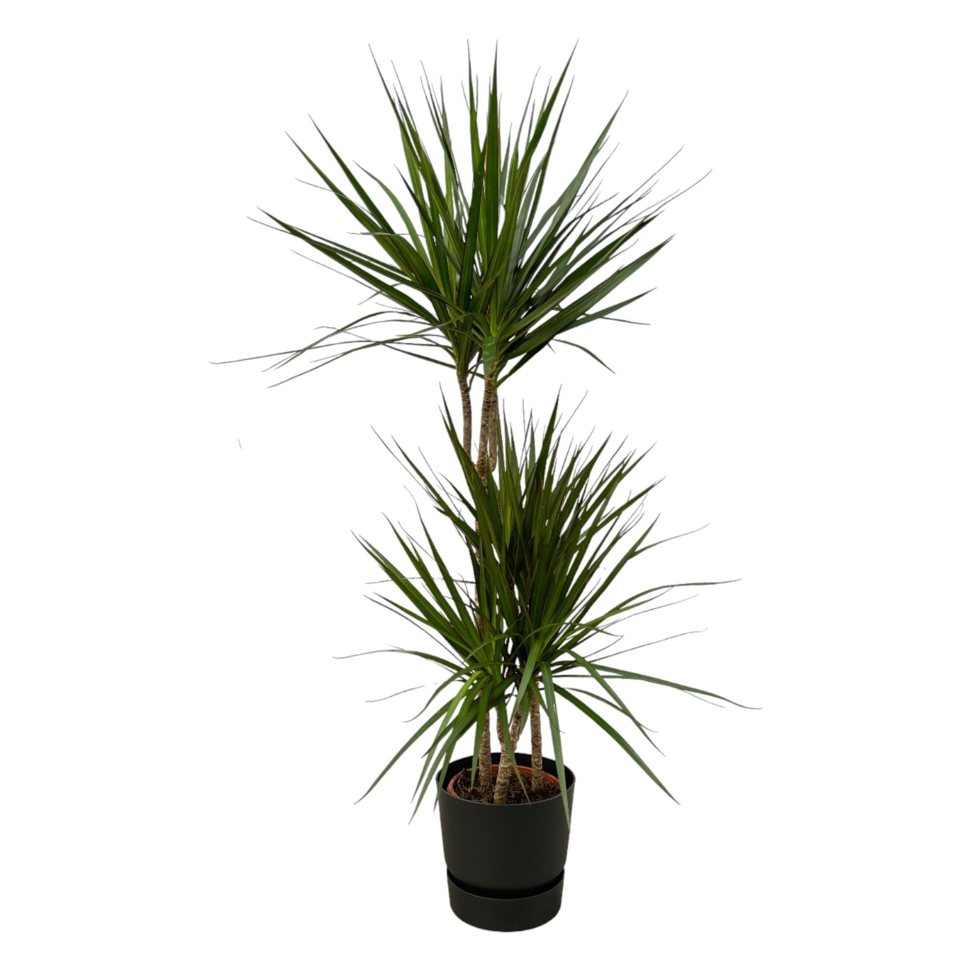 Dracaena Marginata - ↨120cm - Ø21cm inklusive elho Greenville Round schwarz D24xH23