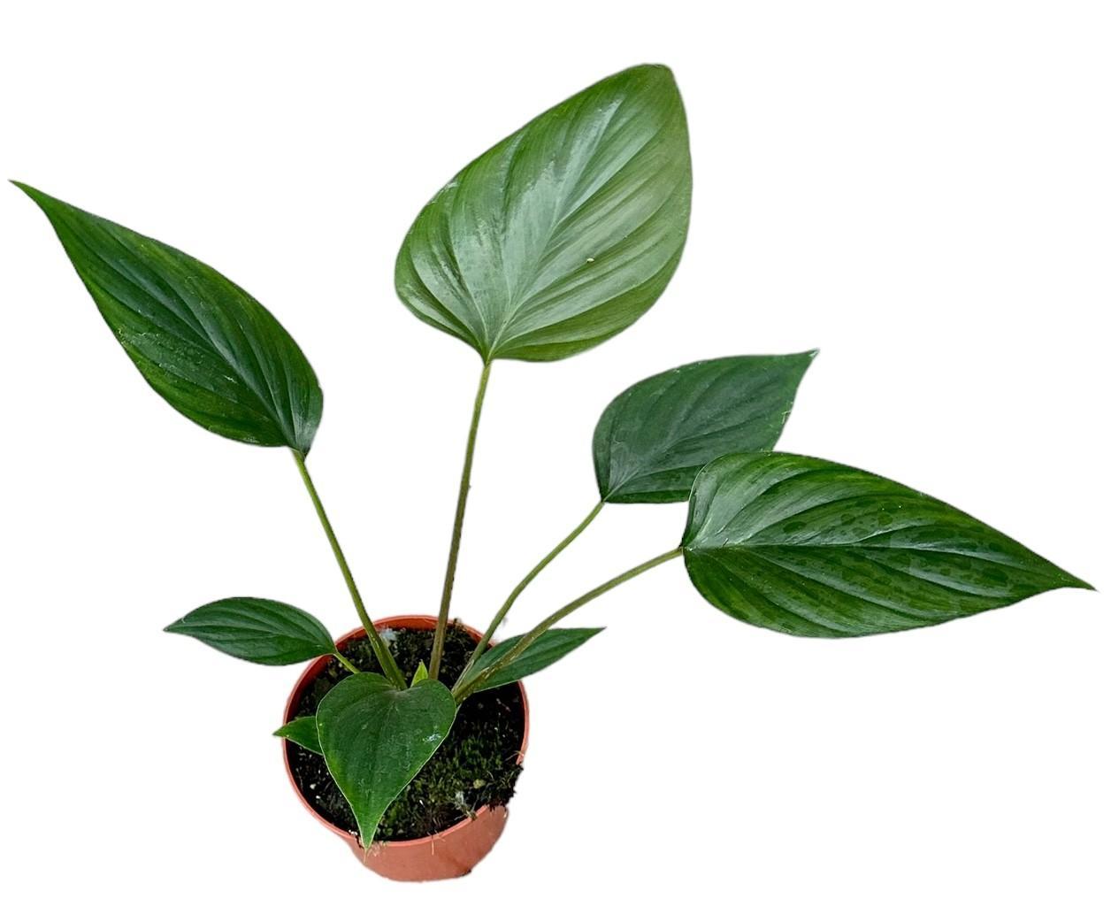 Homalomena Rubescens Schwarz - Ø10,5cm - ↕15cm