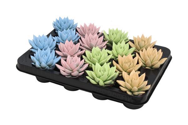 Echeveria Farbige Pastellmischung – 16 Stück – Ø6cm – ↕8cm