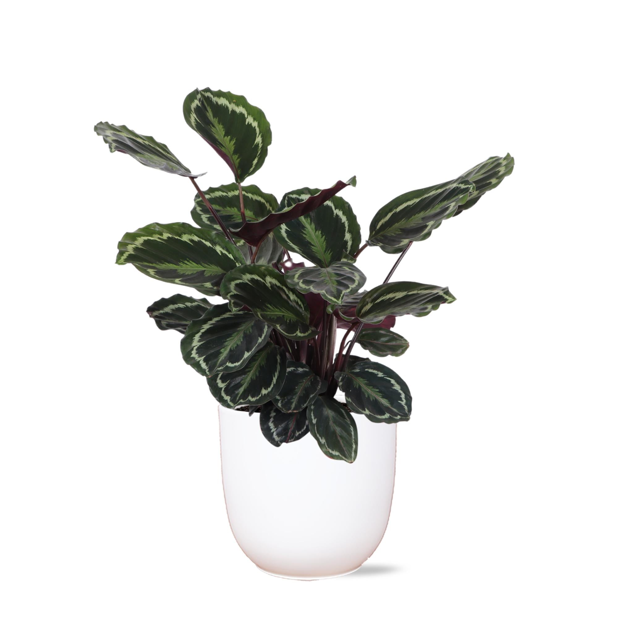 Calathea-Medaillon Ø21cm - ↕70cm im Boule WHITE-Topf