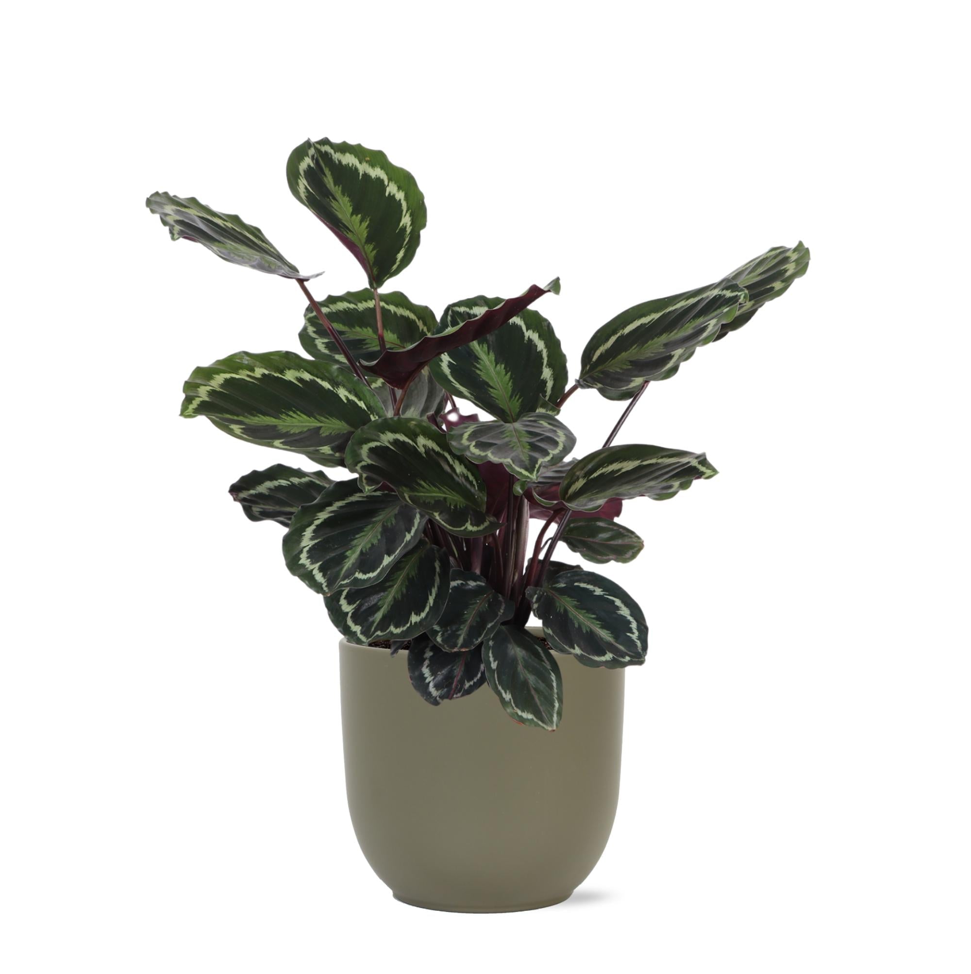 Calathea-Medaillon Ø21cm - ↕70cm im Boule-OLIVE-Topf