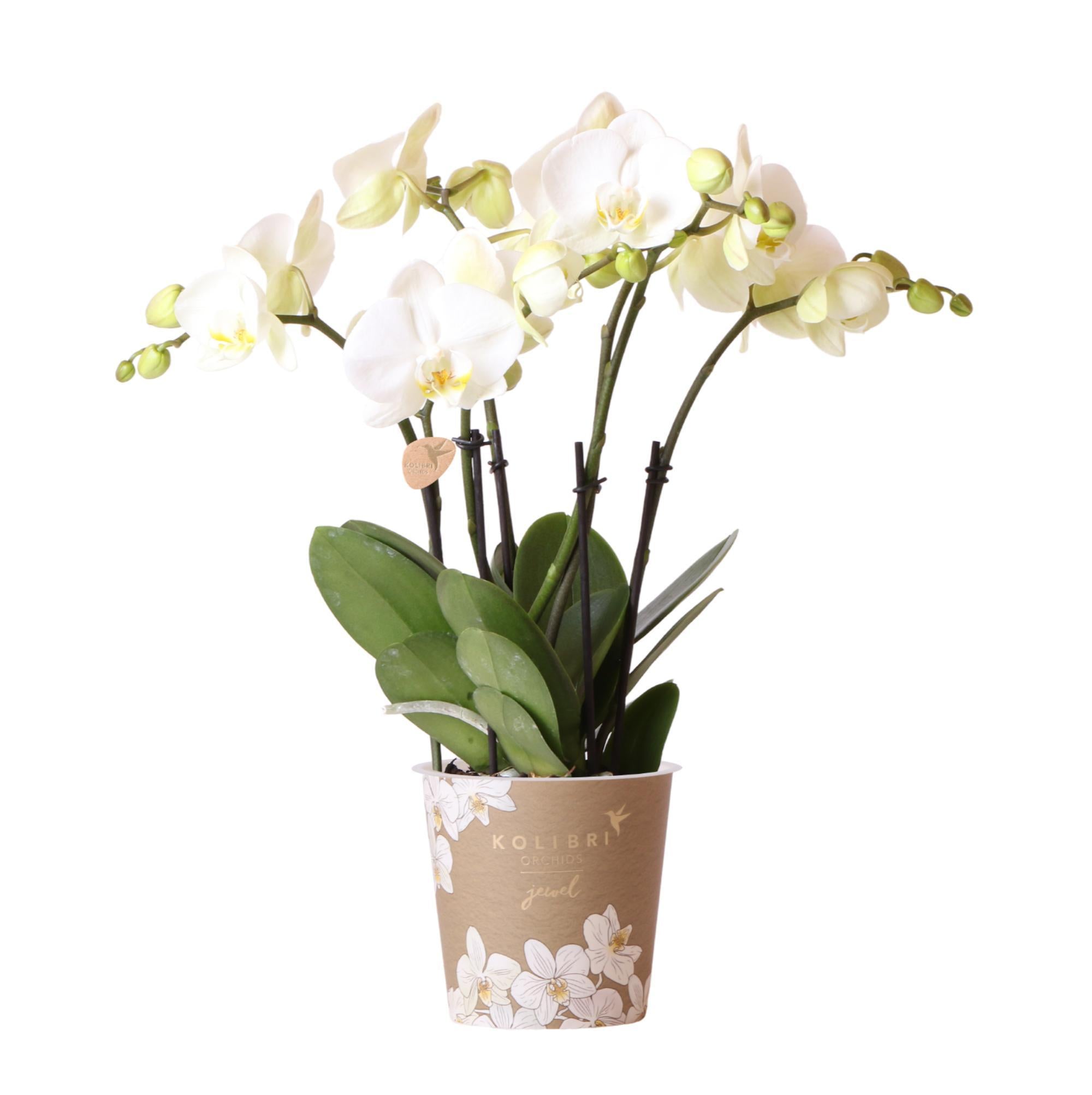 Kolibri-Orchideen | Weiße Phalaenopsis-Orchidee Topfgröße - Jewel Ghen