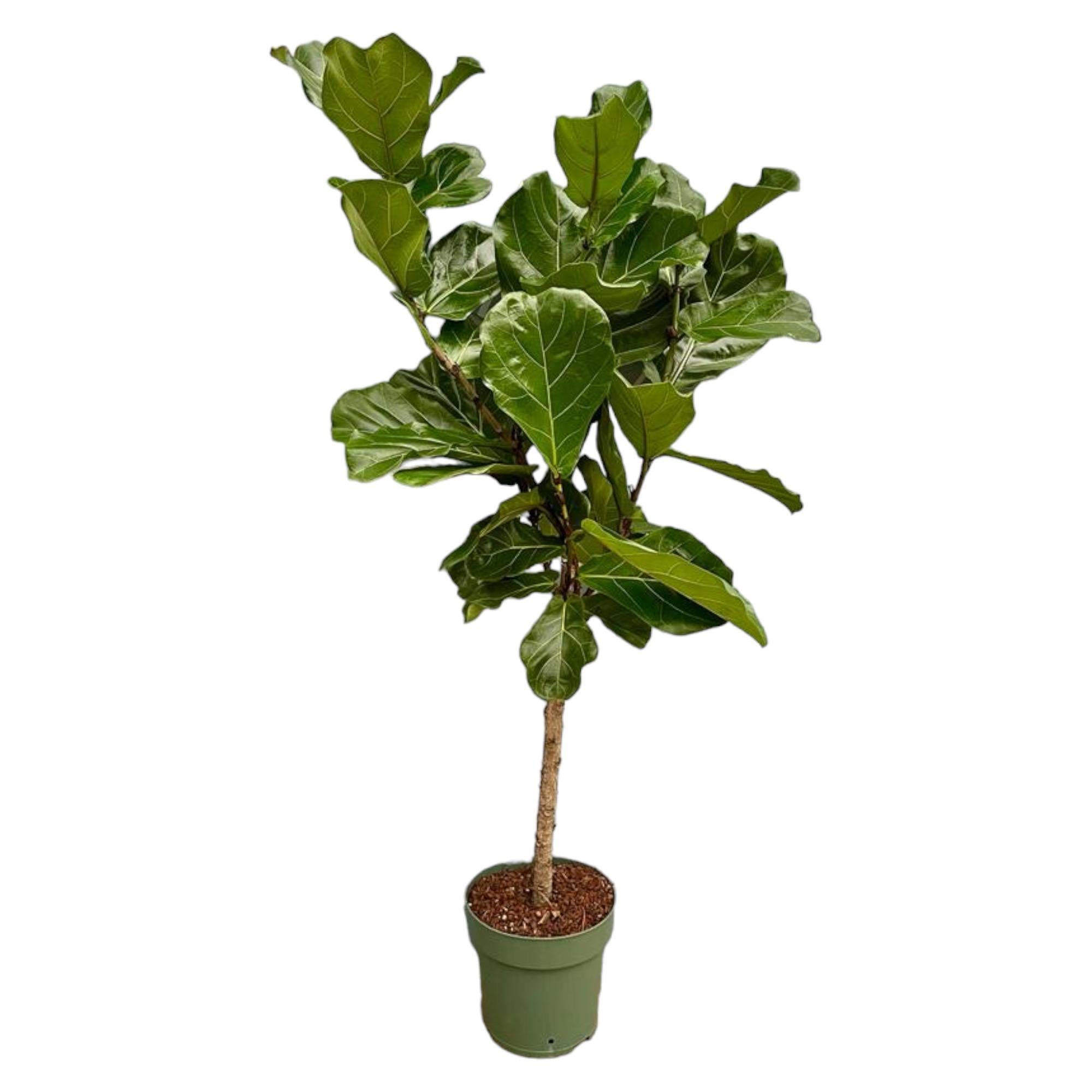 Ficus Lyrata Stamm – 160 cm – Ø27