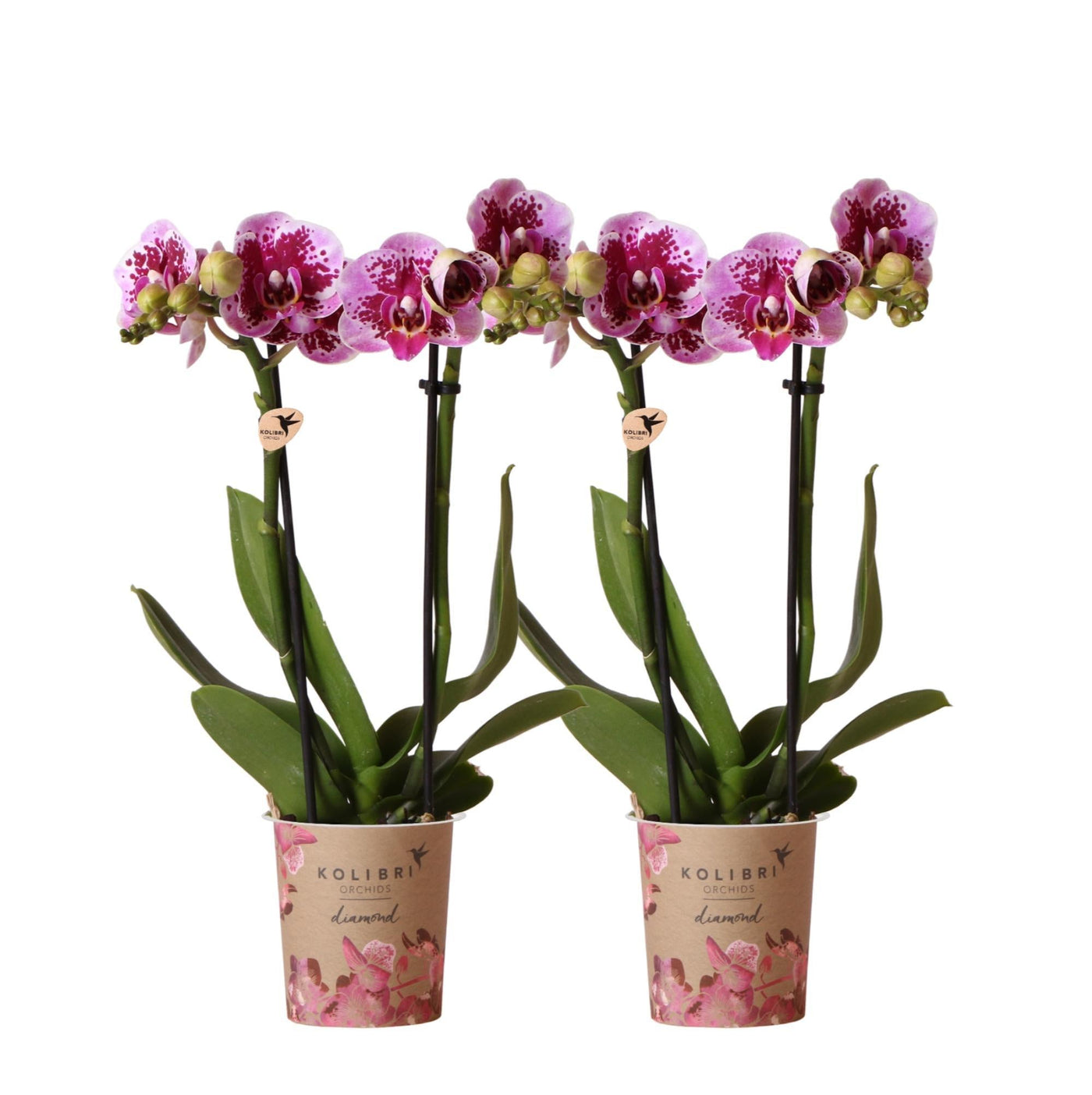 Kolibri-Orchideen | KOMBI-ANGEBOT mit 2 rosa-lila Phalaenopsis-Orchide