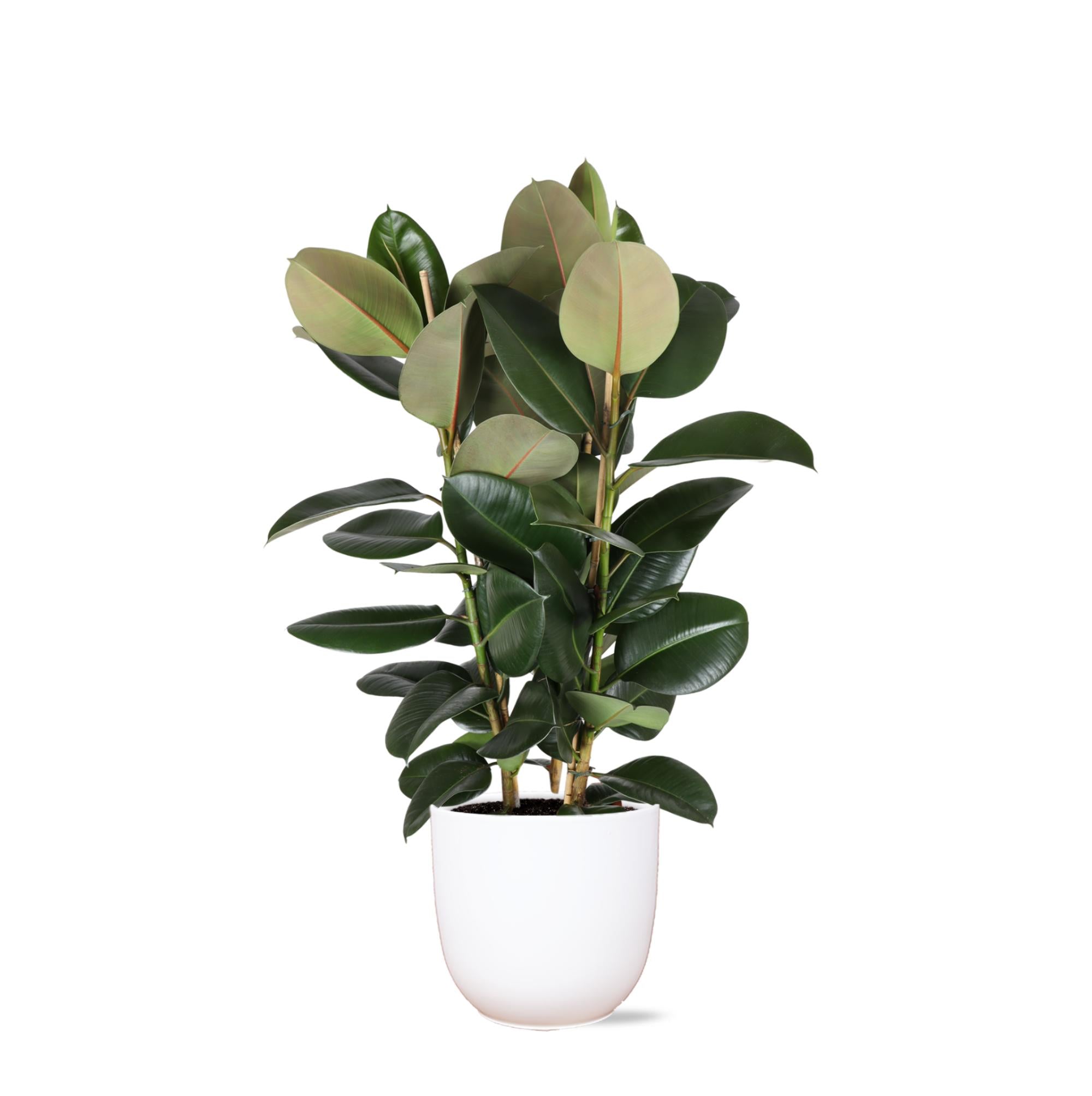 Ficus Elastica Robusta Ø27cm - ↕115cm im Boule WHITE-Topf