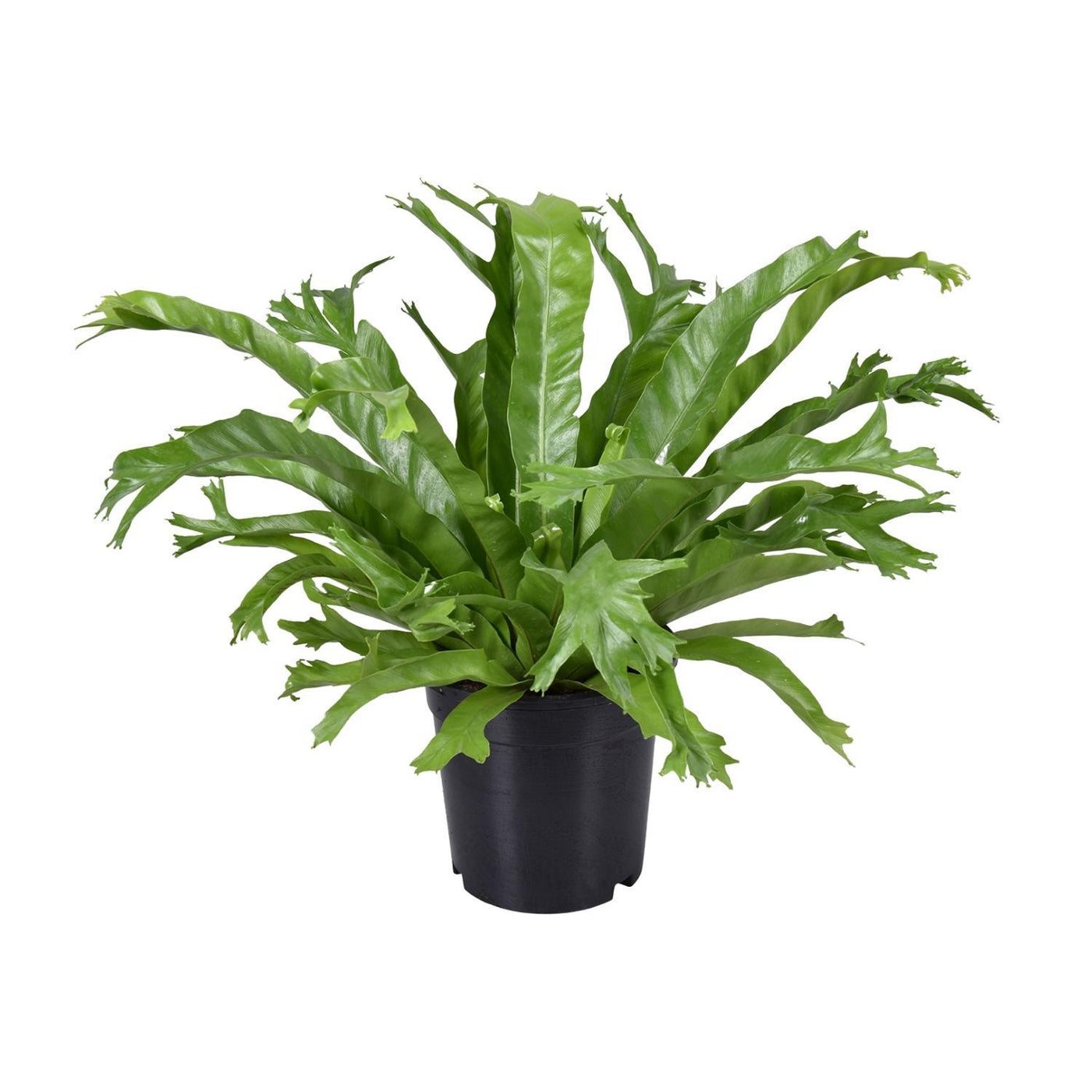 Asplenium Nidus Crissie - Ø17cm - ↕40cm