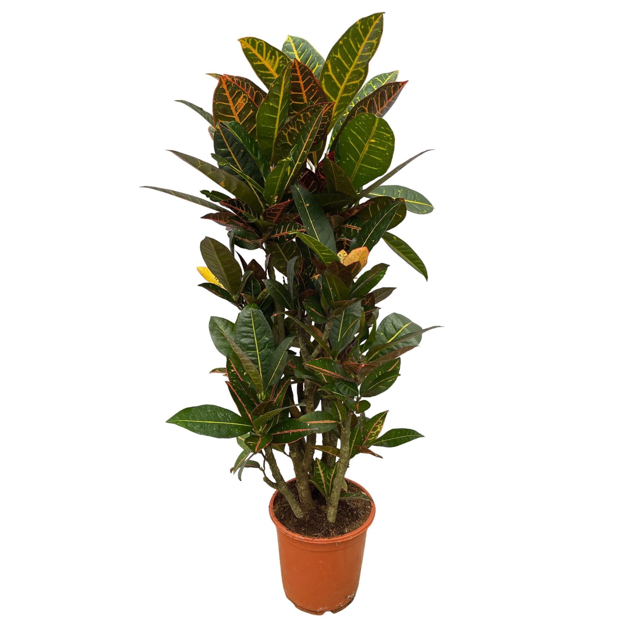 Codiaeum (Croton) Petra verzweigt – 100 cm – Ø21 cm