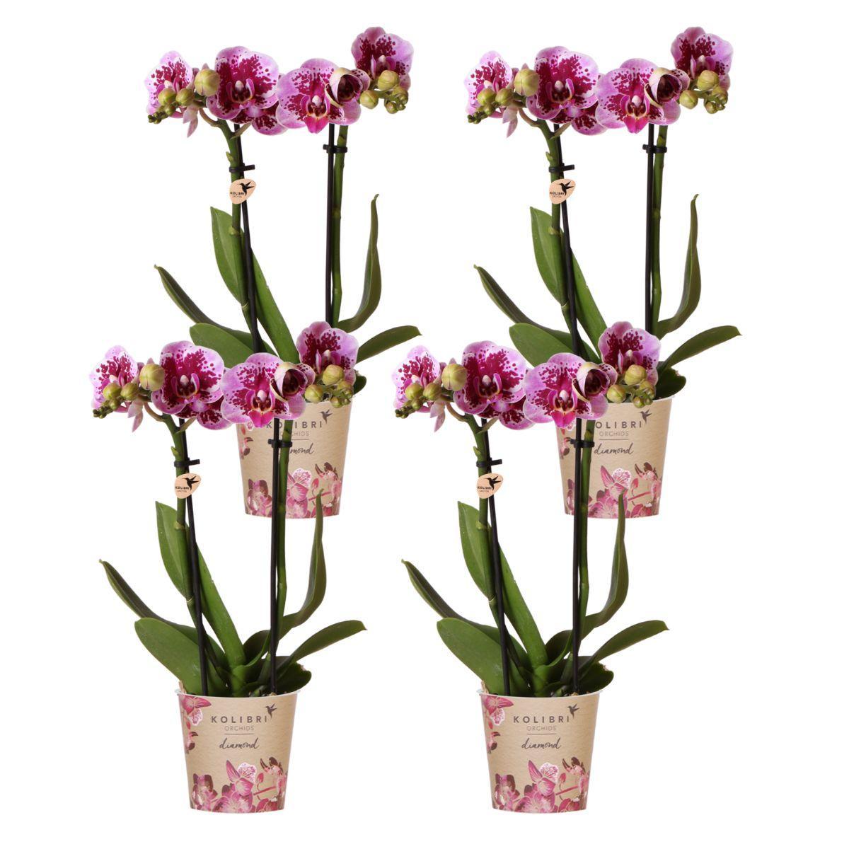 Kolibri-Orchideen | KOMBI-ANGEBOT mit 4 rosa-lila Phalaenopsis-Orchide