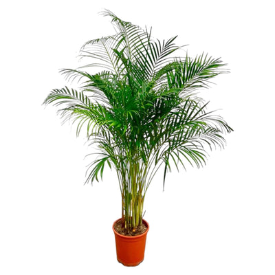 Dypsis Lutescens (Areca-Palme) – 180 cm – ø24 - Goldfruchtpalme