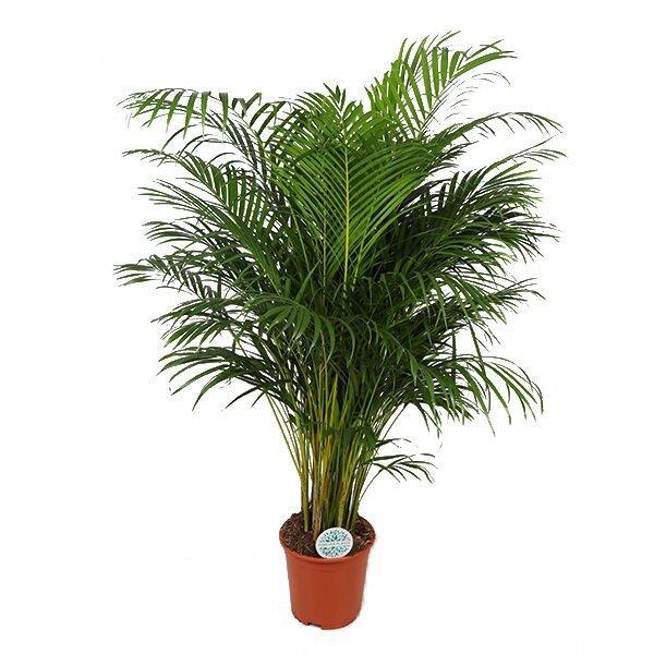 Dypsis Lutescens (Areca-Palme) - Goldfruchtpalme