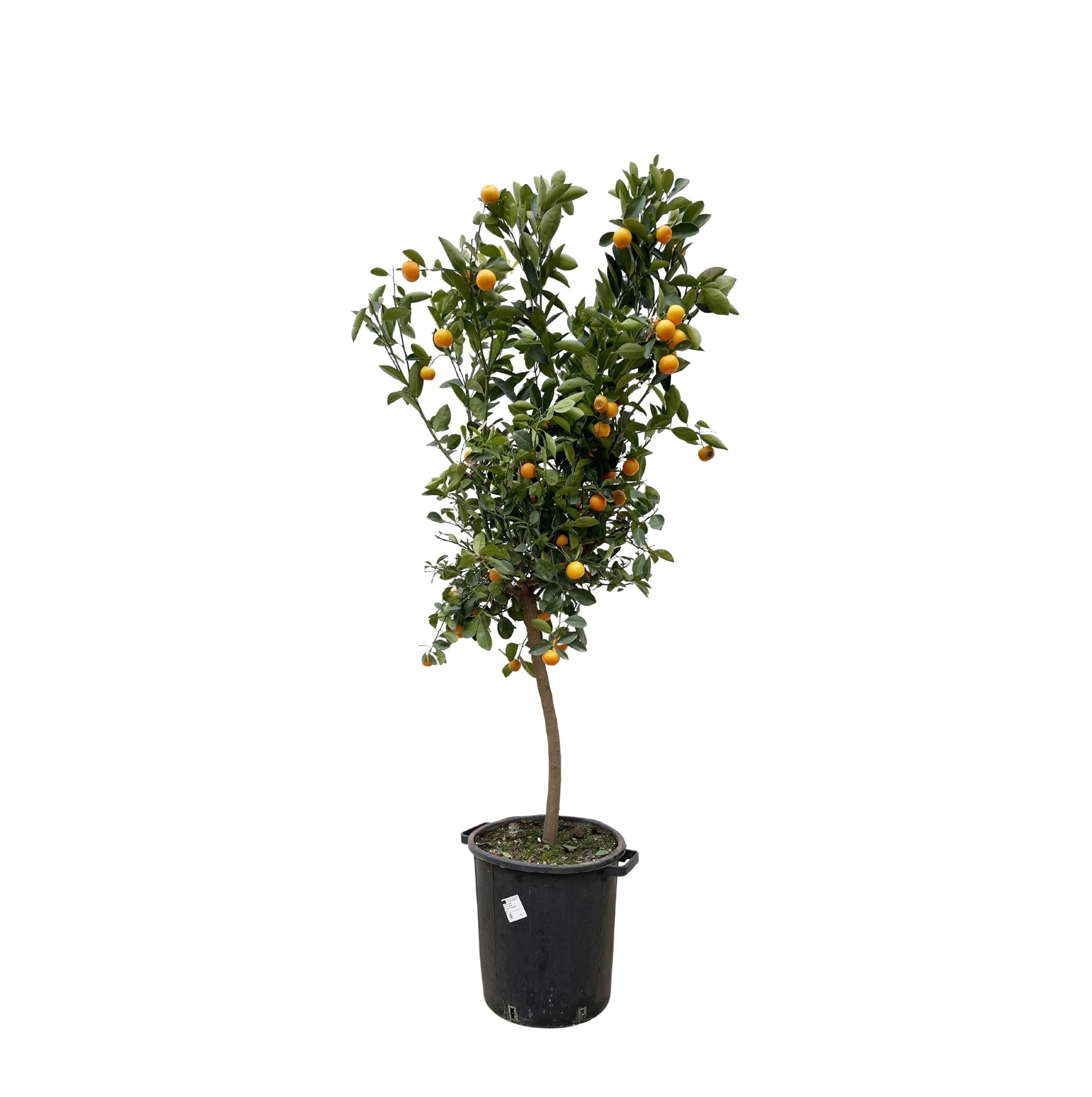 Zitrus-Calamondin – 200 cm – ø40