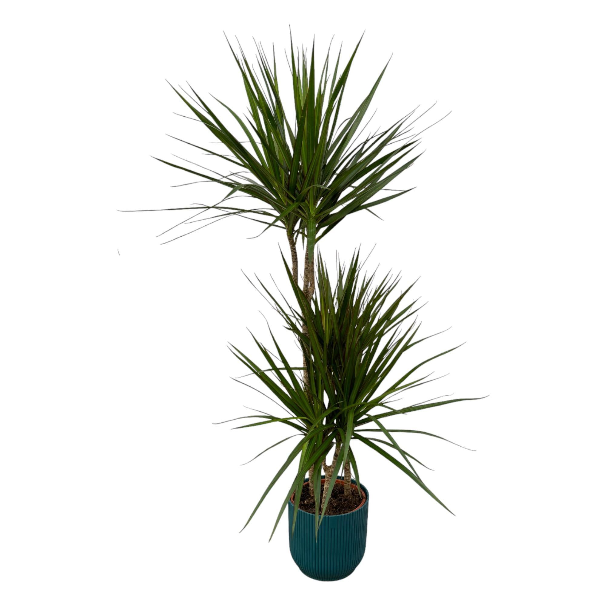 Dracaena Marginata - ↨120cm - Ø21cm inklusive elho Vibes Fold Round blau D22xH20