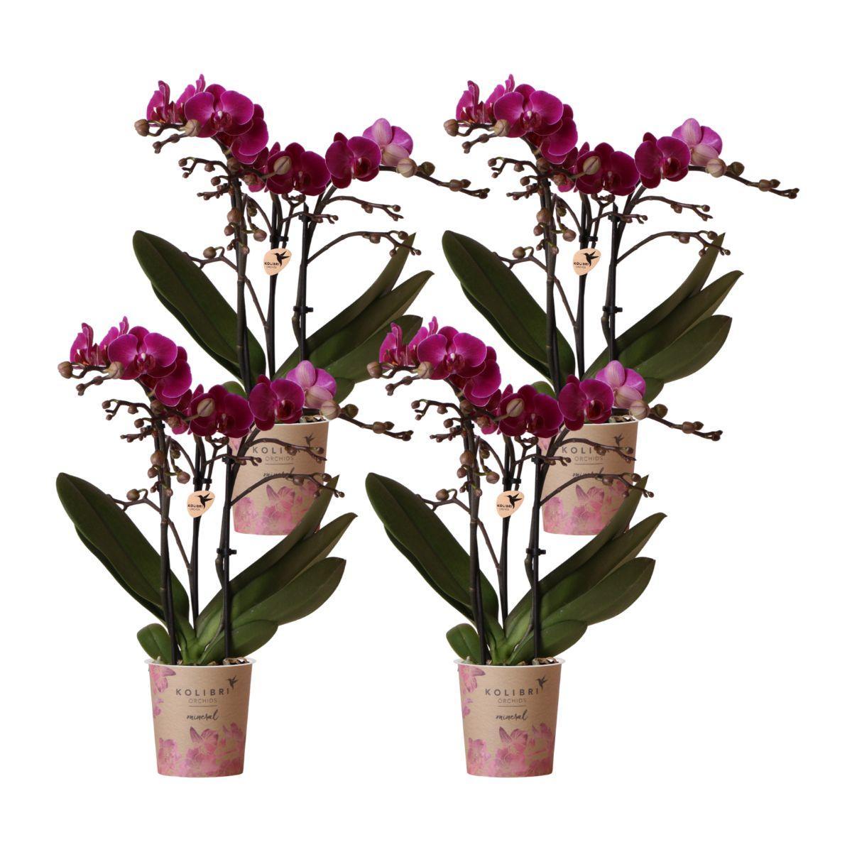 Kolibri-Orchideen | KOMBI-ANGEBOT mit 4 lila Phalaenopsis-Orchideen -