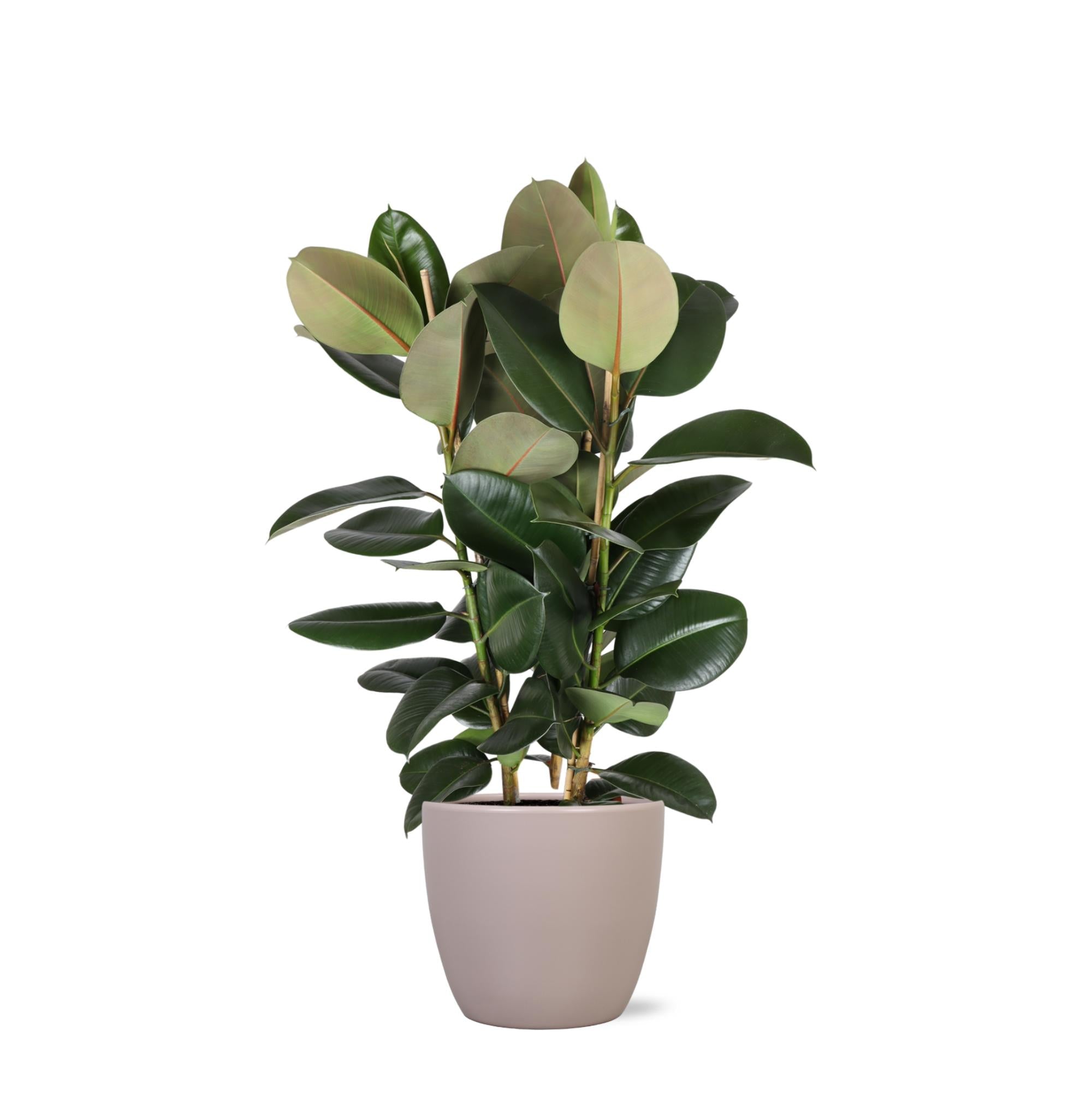 Ficus Elastica Robusta Ø27cm - ↕115cm im Boule TAUPE Topf