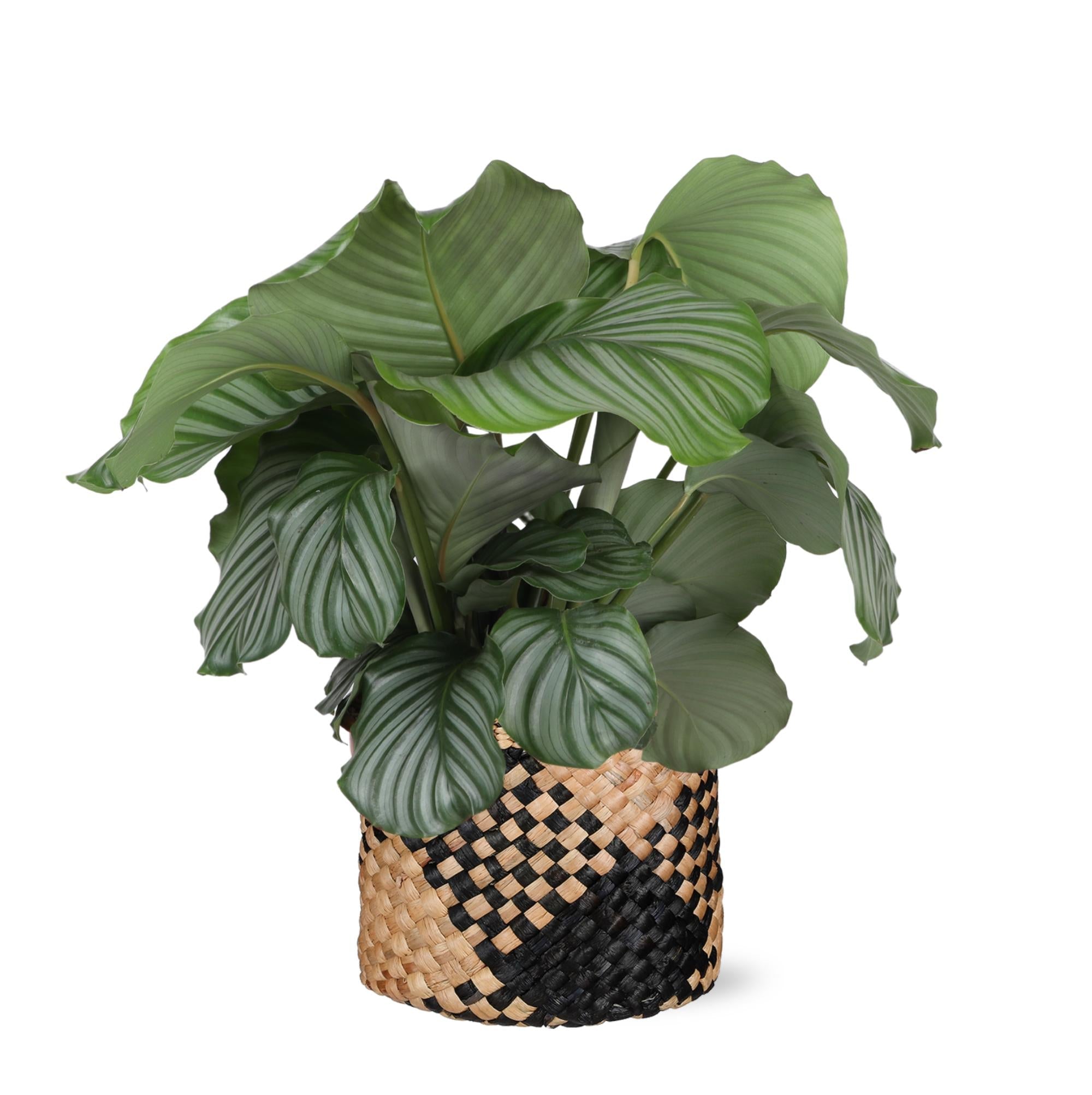 Calathea Orbifolia Ø21cm - ↕70cm im Albury BLACK-Druckkorb