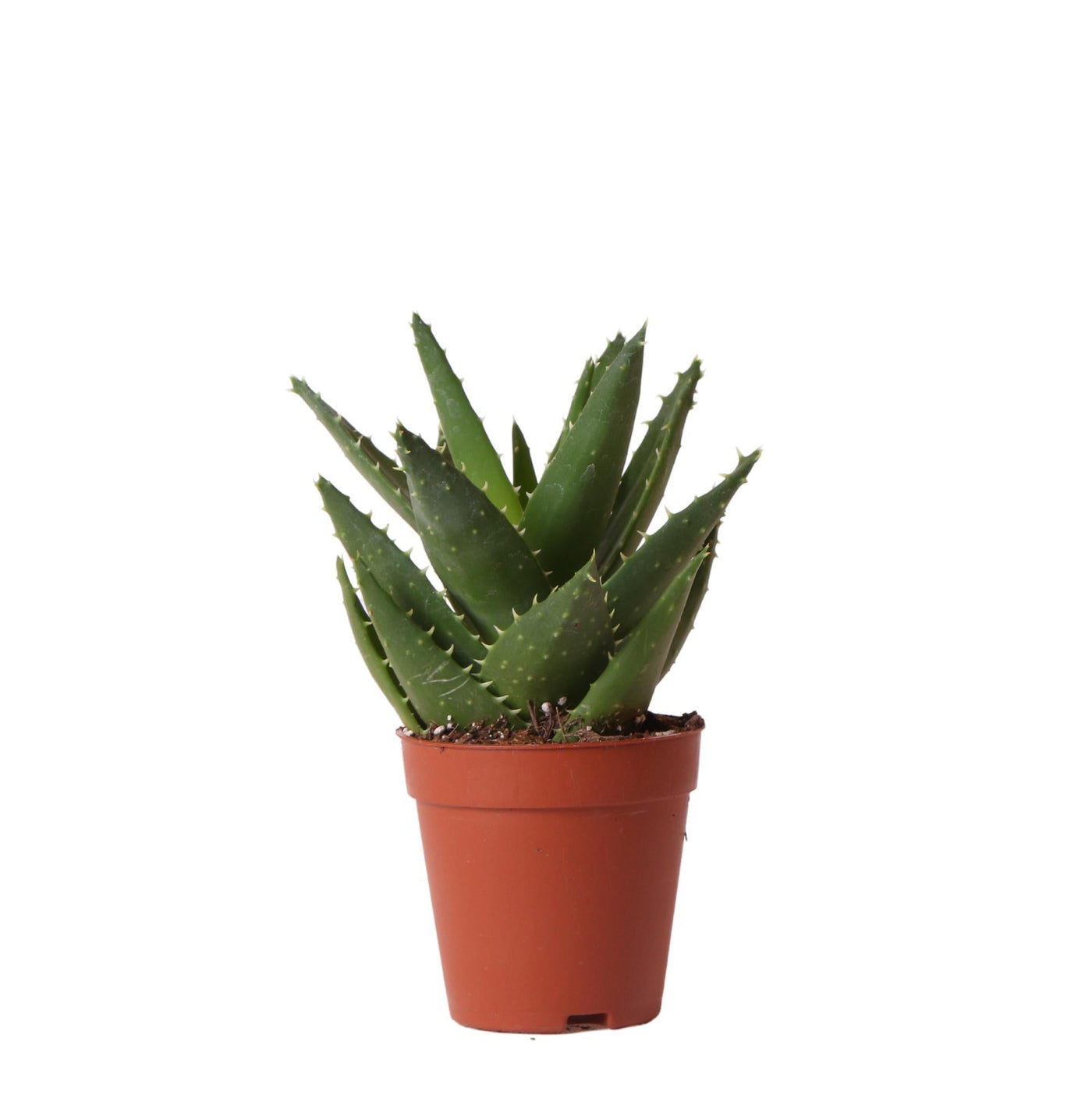 Kolibri-Grüns | Grüne Pflanze - Sukkulente Aloe Brevifolia - Topf Ø9cm - grüne Zimmerpflanze - frisch aus dem Garten