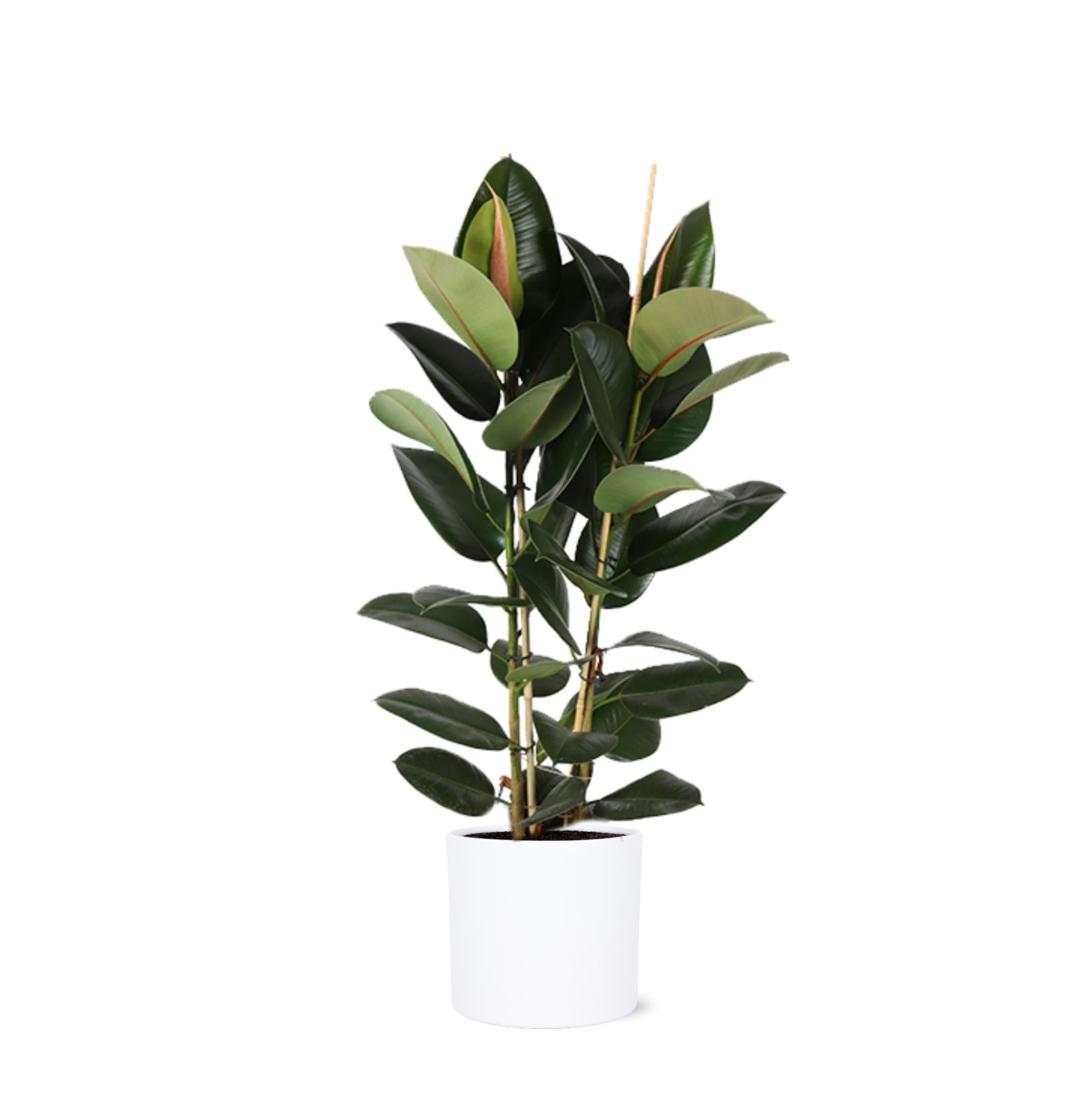 Ficus Elastica Robusta Ø24cm - ↕110cm im Era WHITE Topf