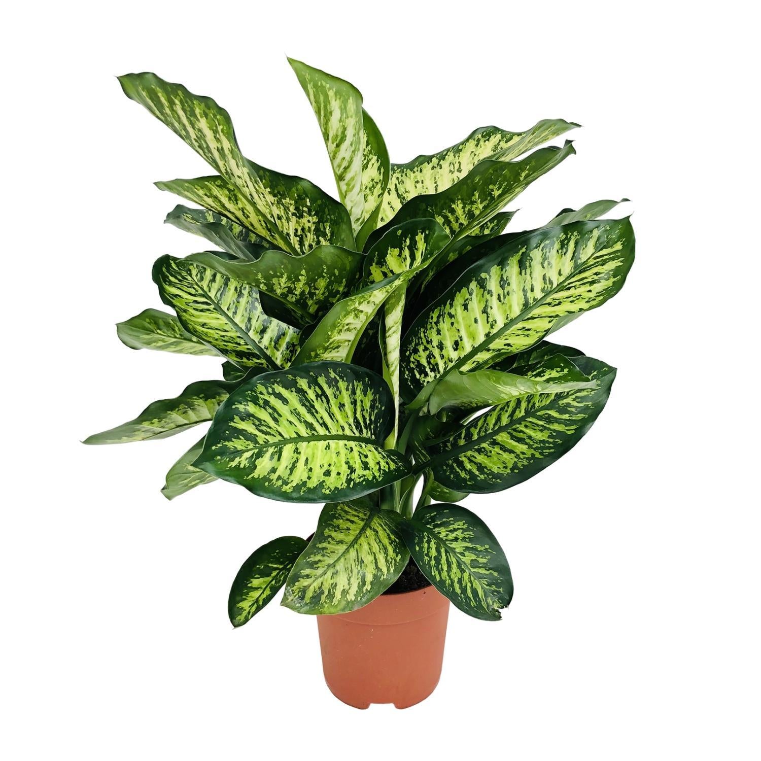 Dieffenbachia Camilla - Ø21cm - ↕75cm