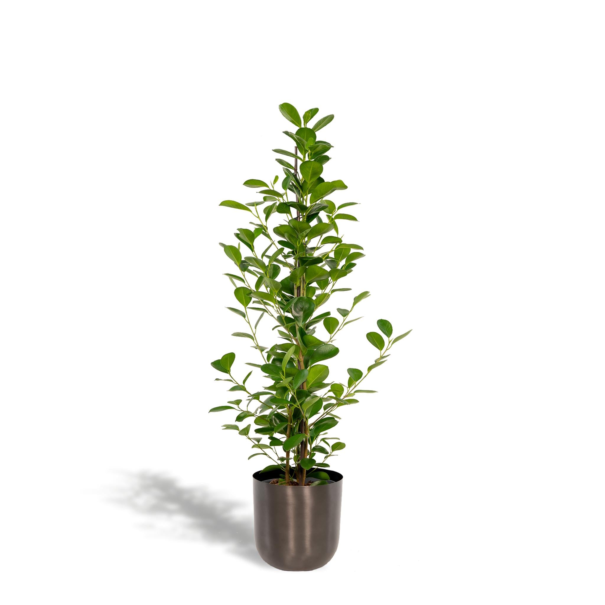 Ficus microcarpa Moclame - Ø21cm - ↕95cm + Topf Mayk Lead