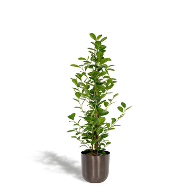 Ficus microcarpa Moclame - Ø21cm - ↕95cm + Topf Mayk Lead