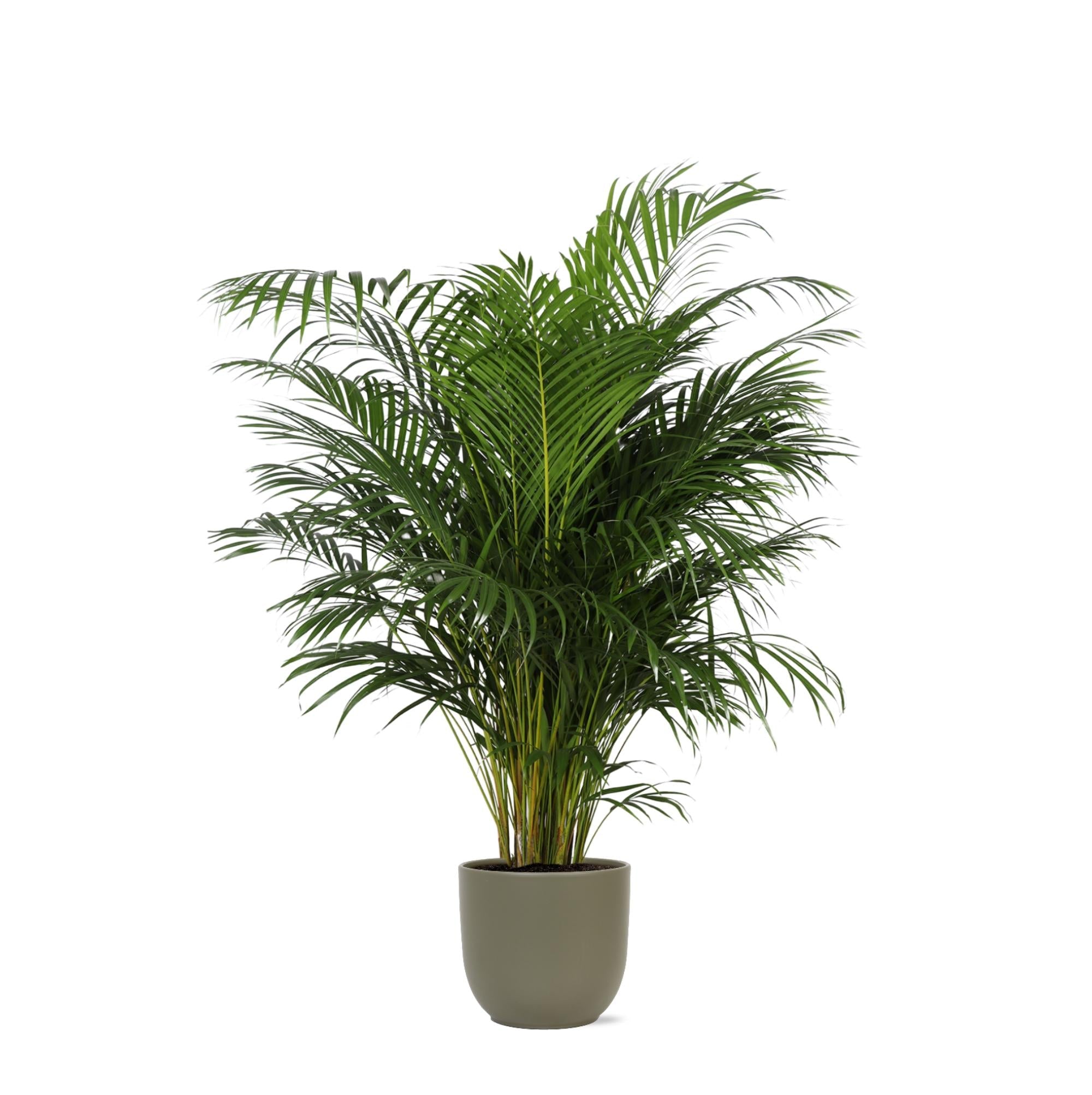 Dypsis Lutescens (Areca-Palme) Ø27cm ↕160cm im Boule OLIVE Topf