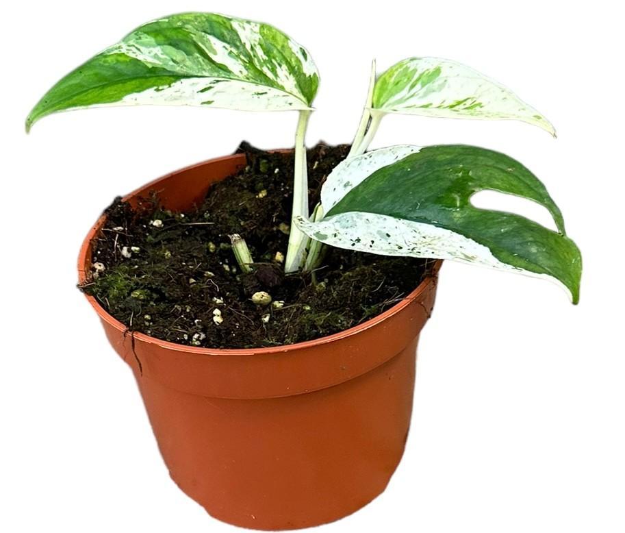 Epipremnum Pinnatum Marmor Variegata - Ø10,5cm - ↕15cm