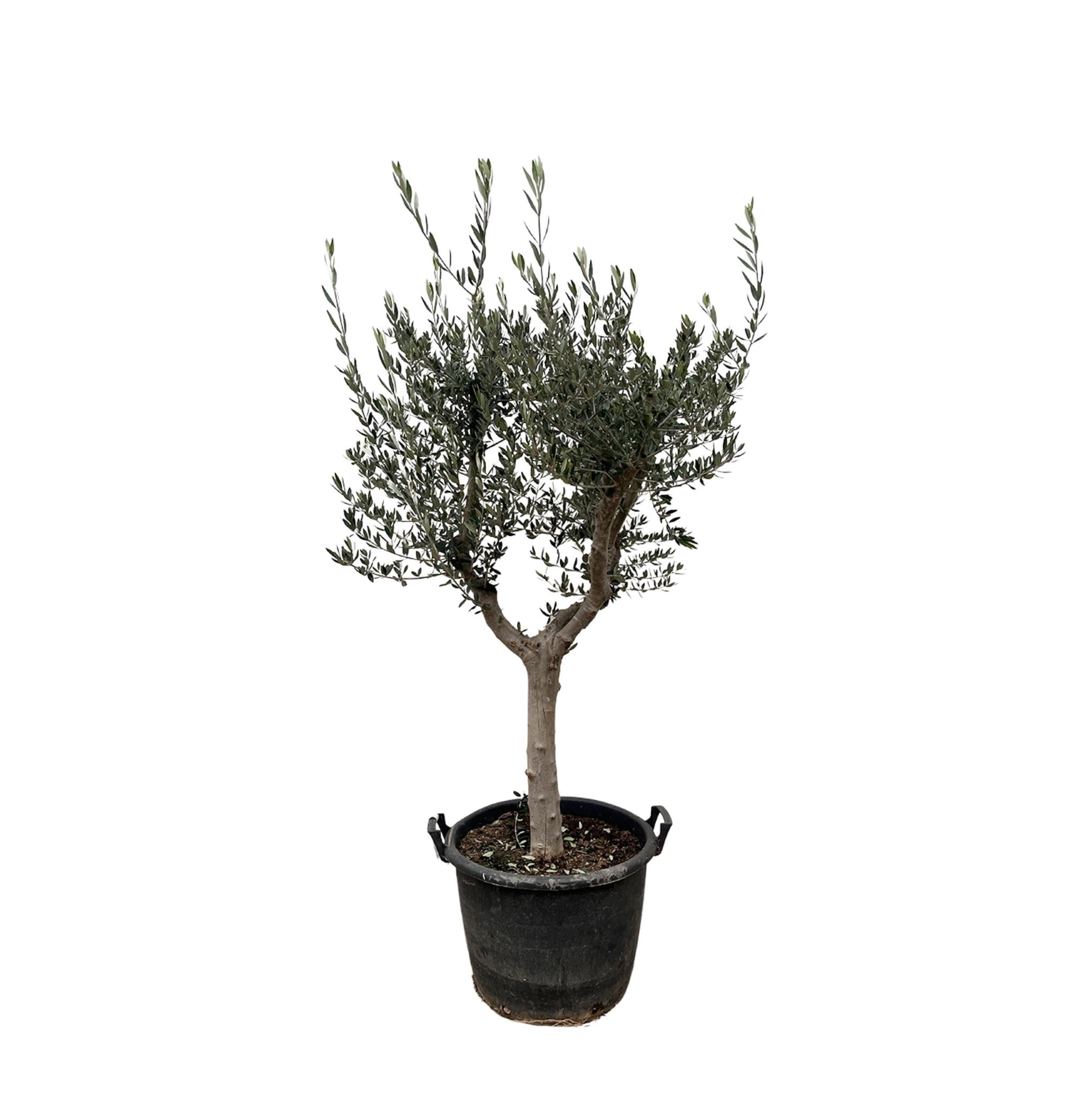 Olea Europaea Cultivo – 210 cm – Ø45 - Olivenbaum