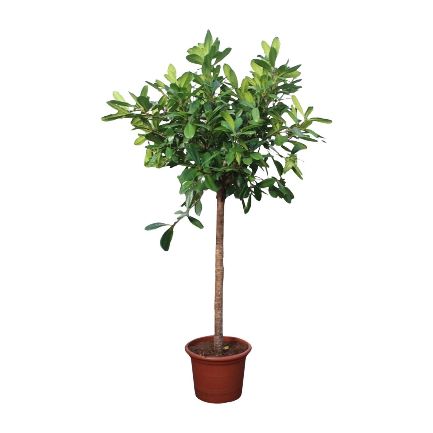 Ficus Cyathistipula-Baum – 250 cm – ø50