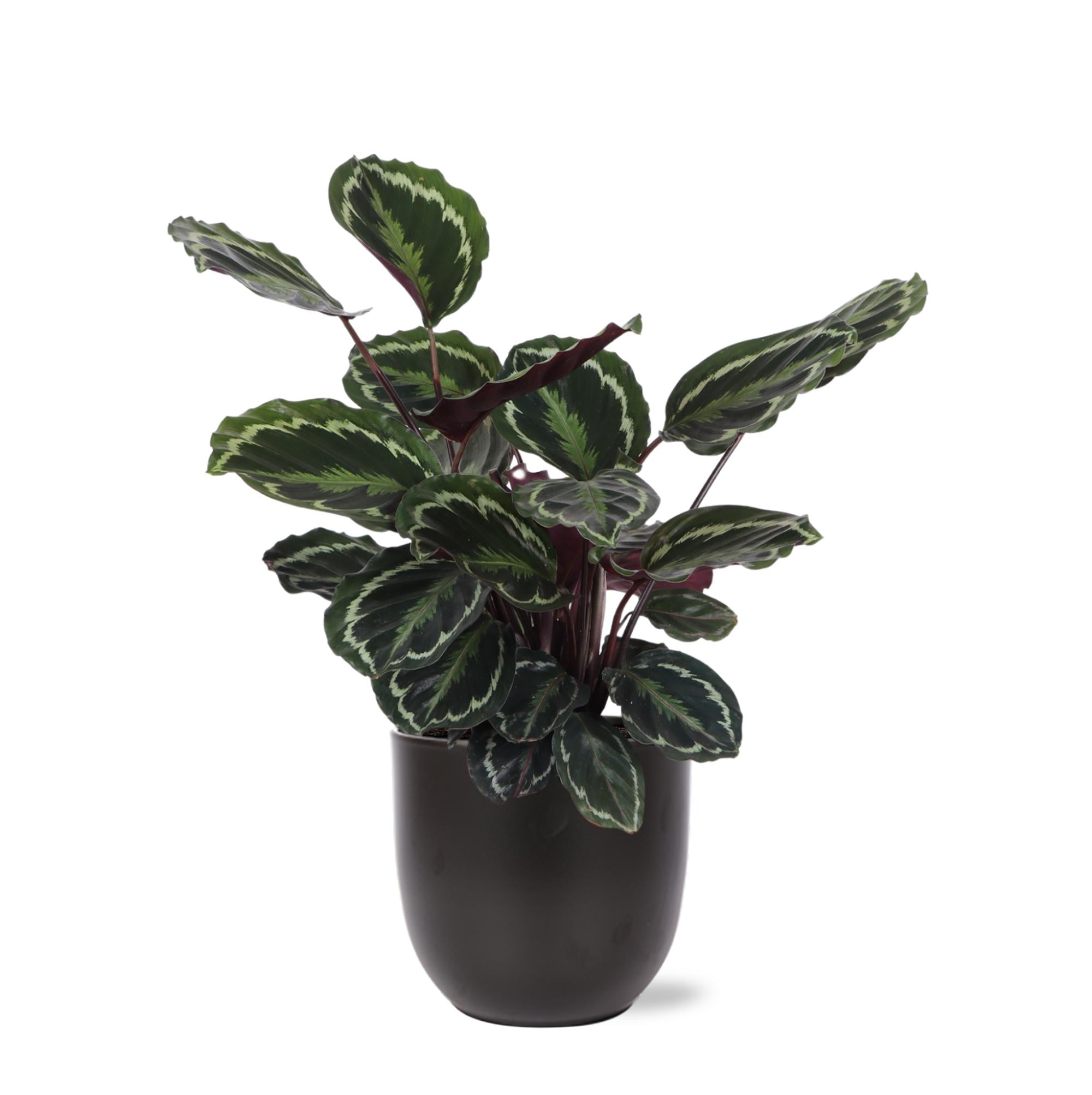 Calathea-Medaillon Ø21cm - ↕70cm in Boule-ANTHRAZIT