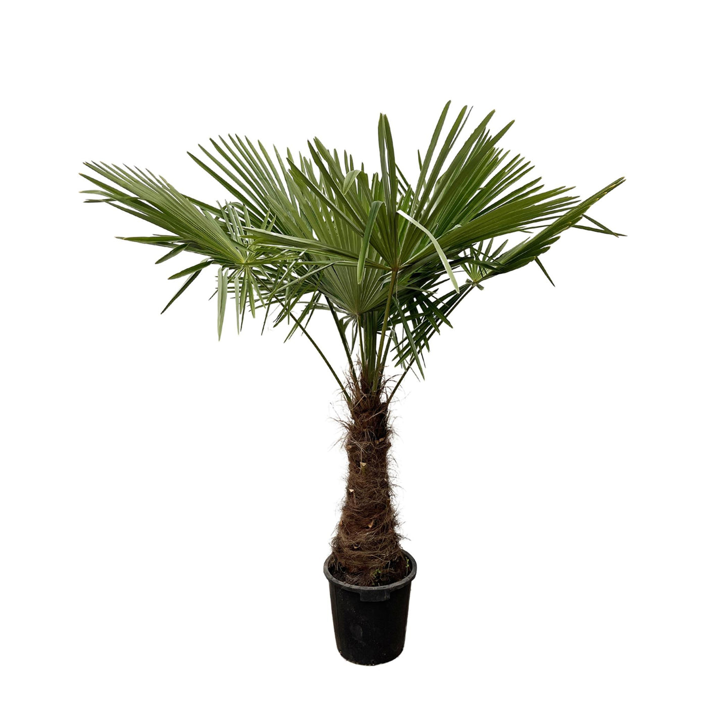 Trachycarpus – 235 cm – Ø45 - Palme