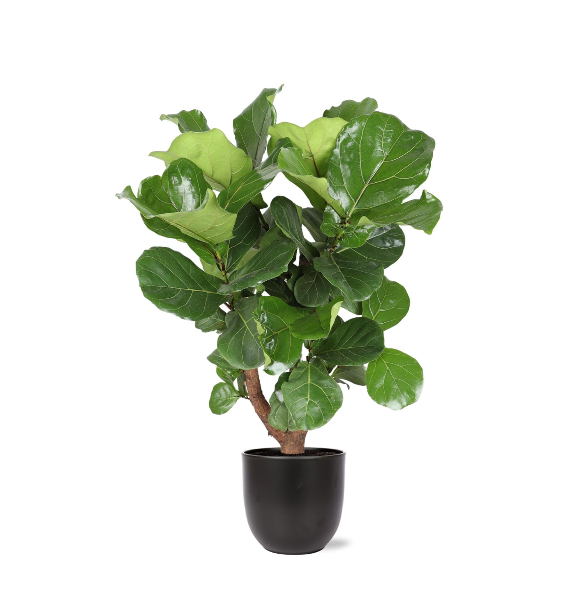 Ficus Lyrata (verzweigt) Ø27cm ↕130cm im Boule-ANTHRAZIT-Topf