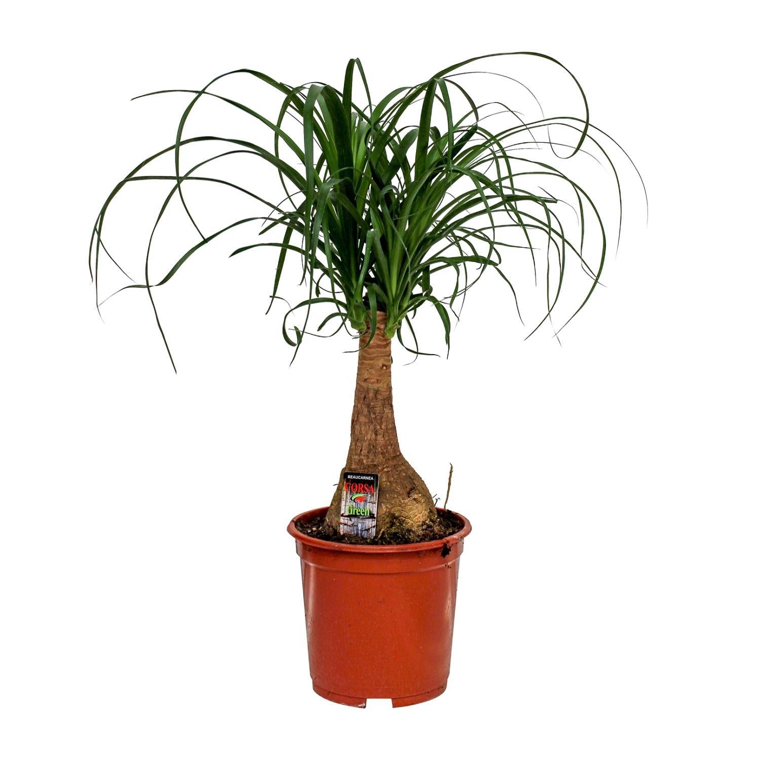 Beaucarnea Nolina - Ø19cm - ↕60cm