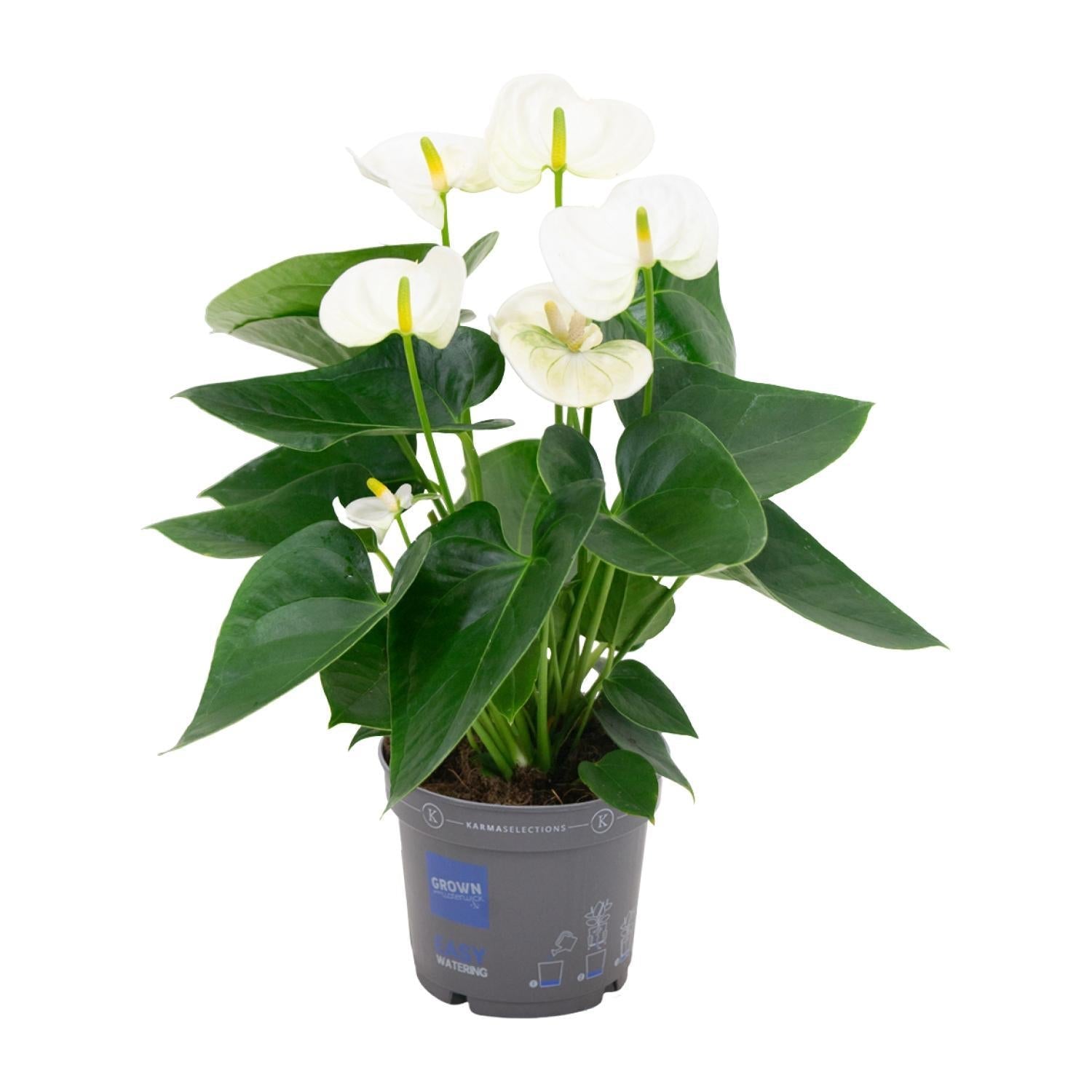 Anthurium Weiß - Ø12cm - ↕43cm