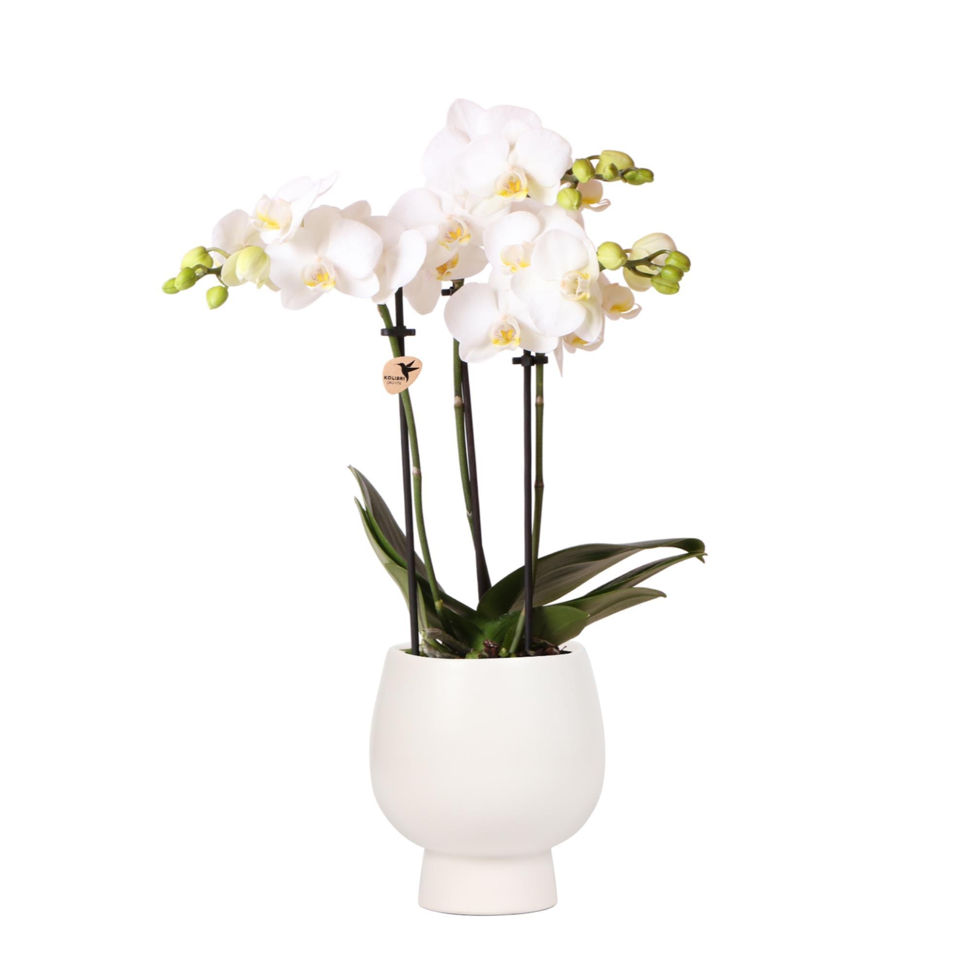 Kolibri-Orchideen | Weiße Phalaenopsis-Orchidee - Amabilis + Scandic Z