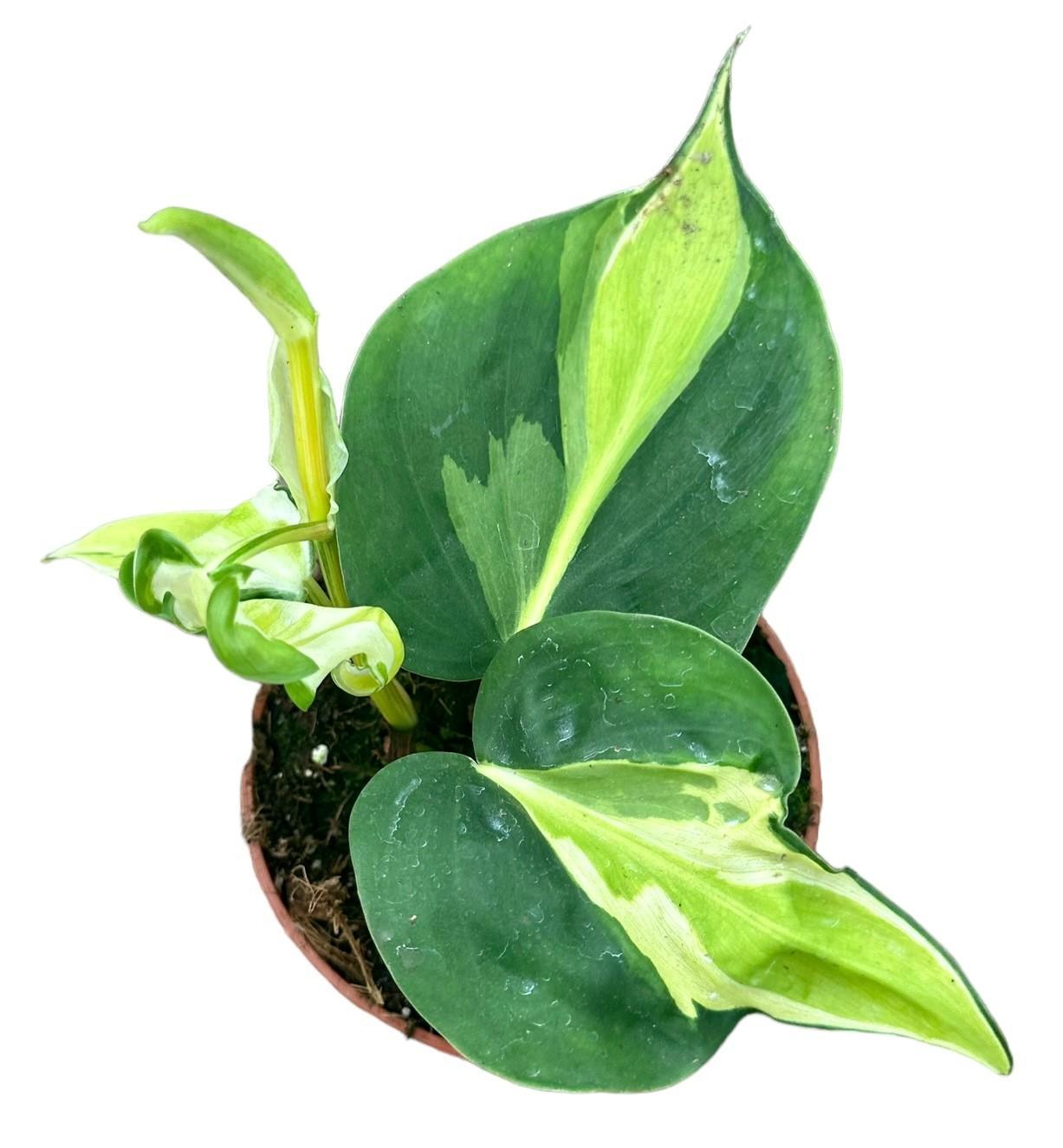 Philodendron Cream Splash – Ø10,5 cm – ↕15 cm