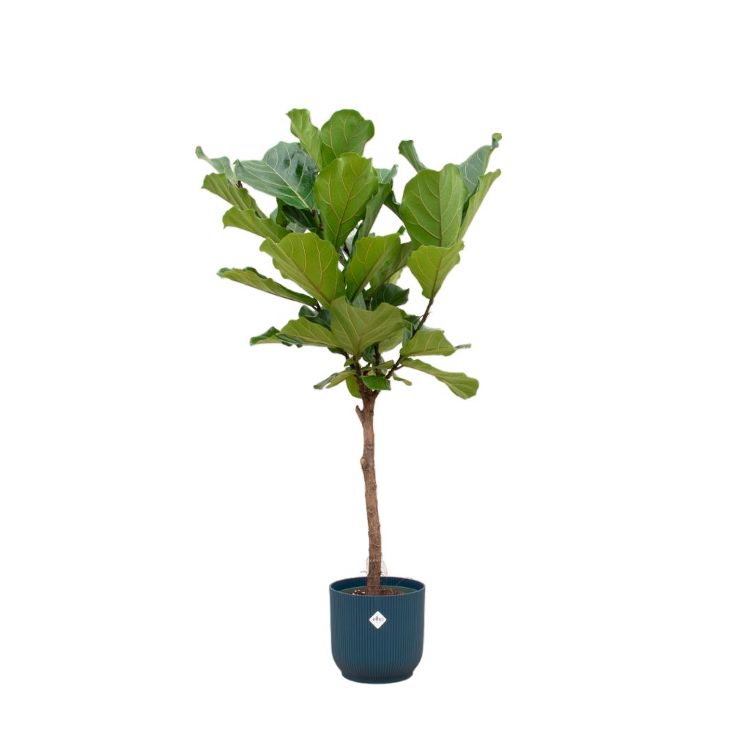 Ficus Lyrata-Stamm inklusive elho Vibes Fold Round blau – 160 cm – Ø30