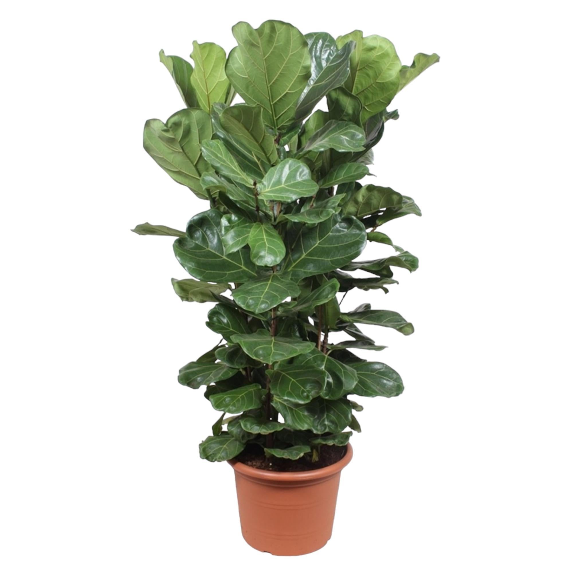 Ficus Lyrata-Strauch XL - 180 cm - ø45