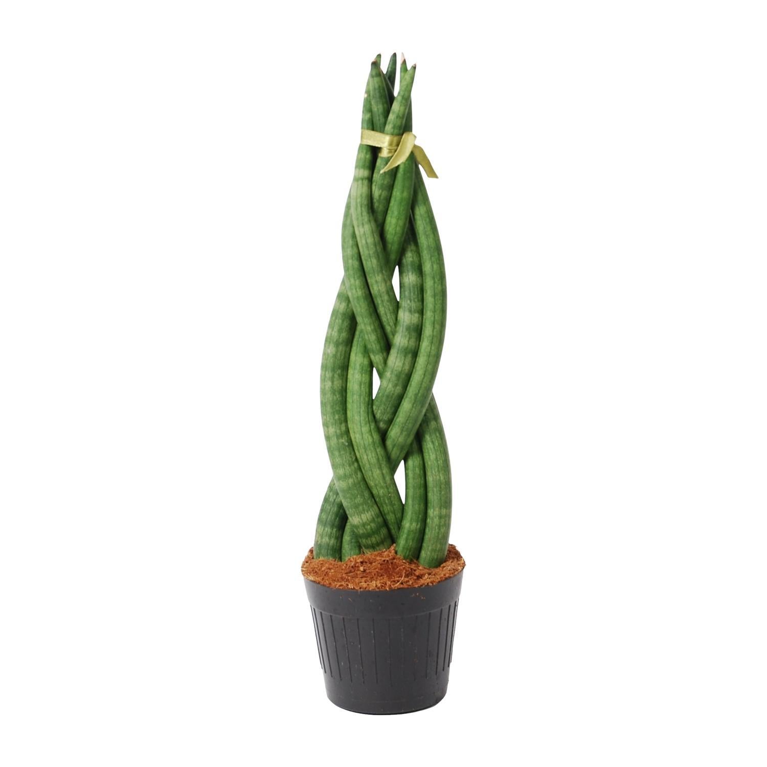 Sansevieria cylindrica 'Twist' - 40 cm - ø10,5 - Bogenhanf