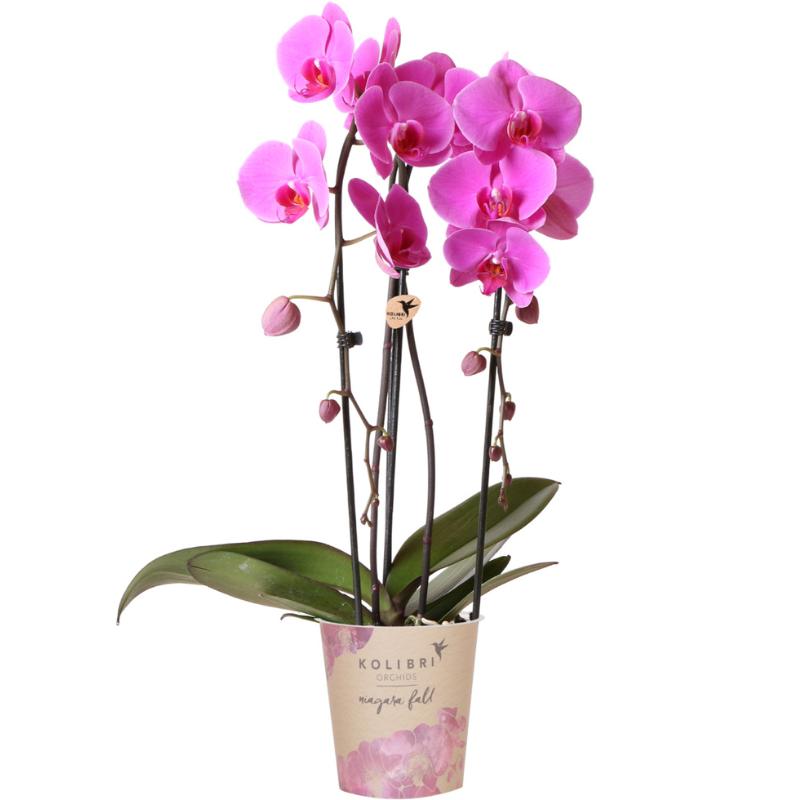 Kolibri-Orchideen | rosa Phalaenopsis-Orchidee - Niagara Herbst - Spit