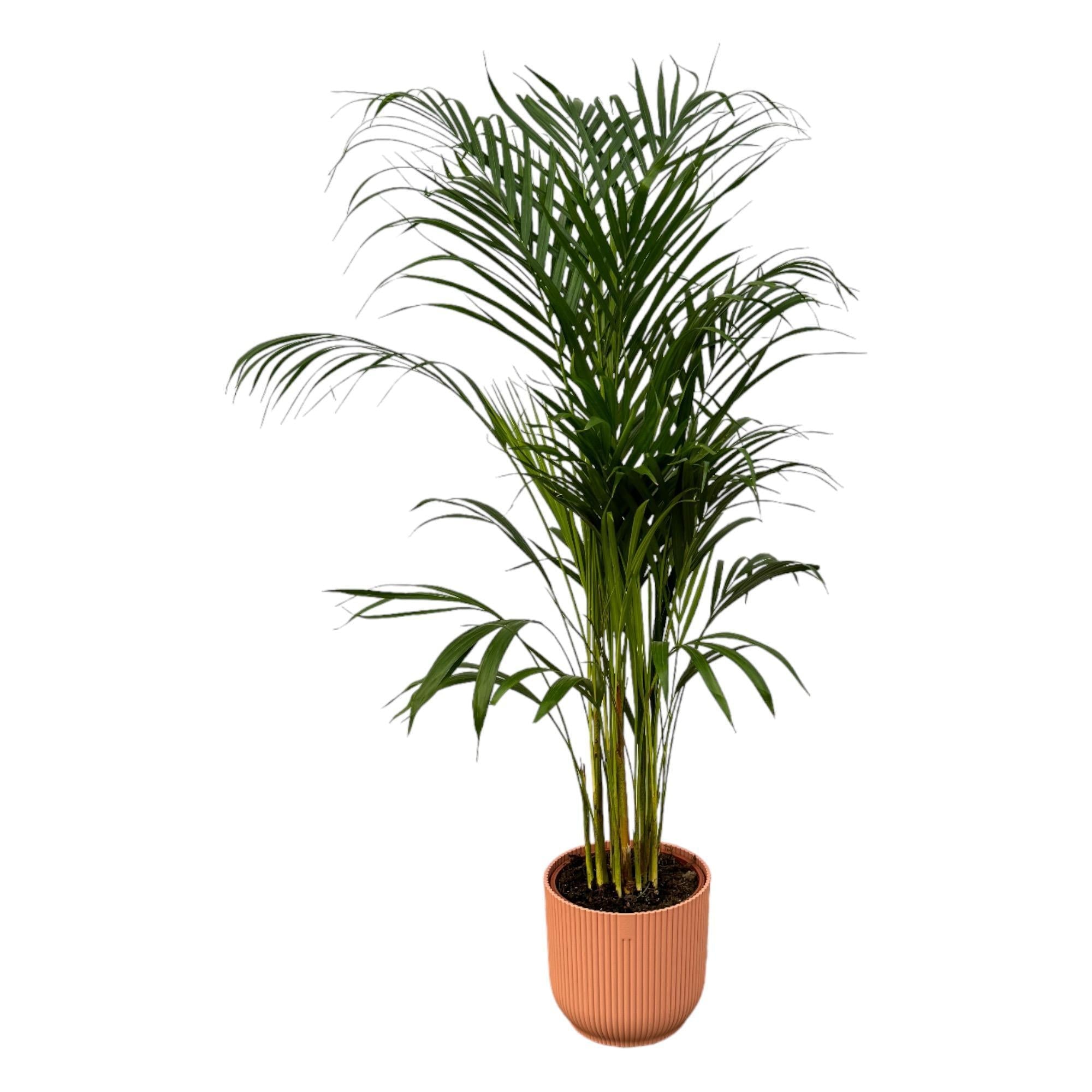 Areca-Palme - ↨110cm - Ø21cm inkl. elho Vibes Fold  Rose D2 - Goldfruchtpalme