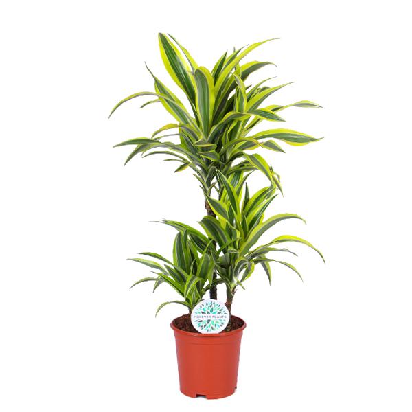 Dracaena Zitronenlimette Ø21cm - ↕65cm