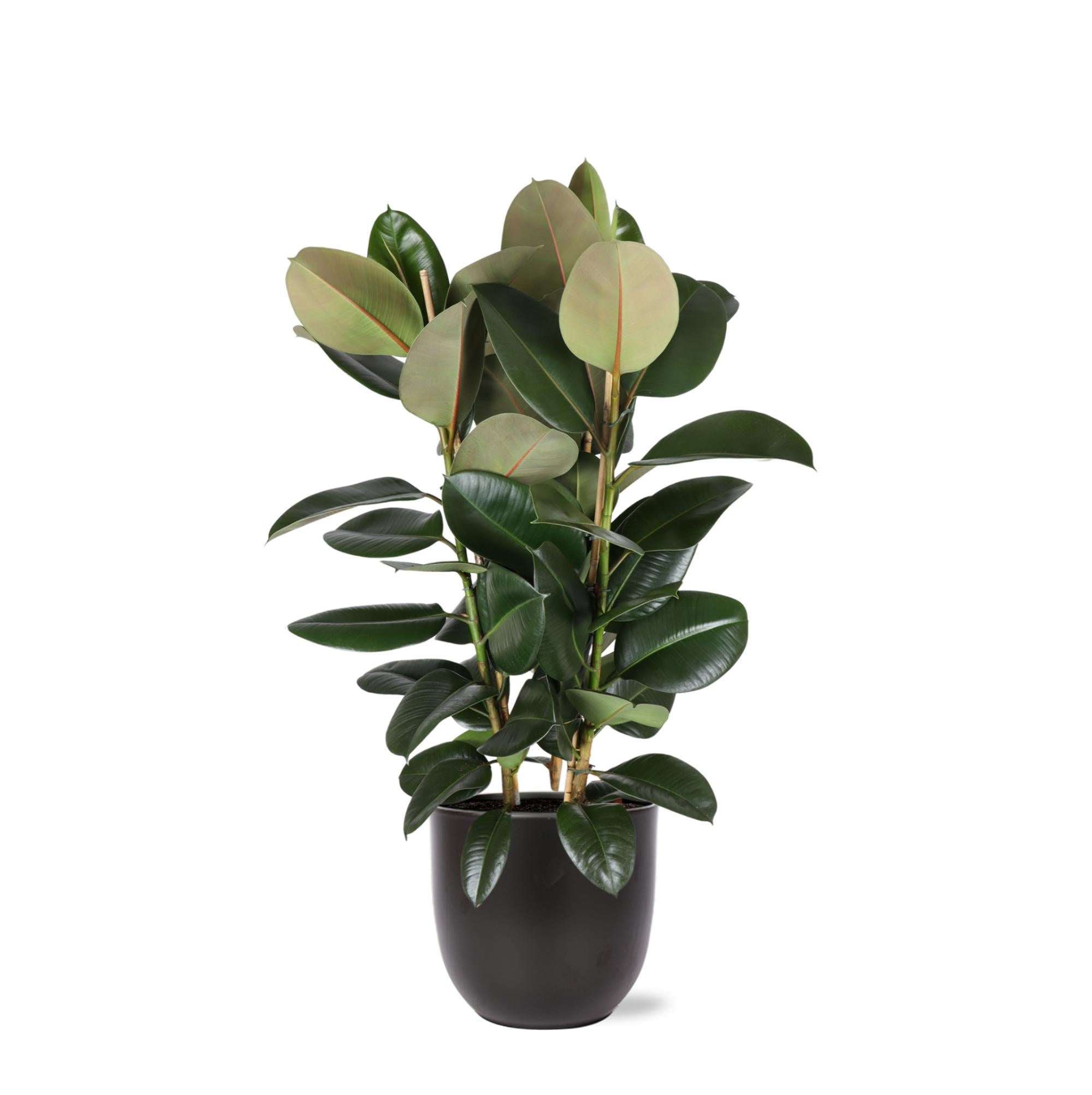 Ficus Elastica Robusta Ø27cm - ↕115cm im Boule-ANTHRAZIT-Topf