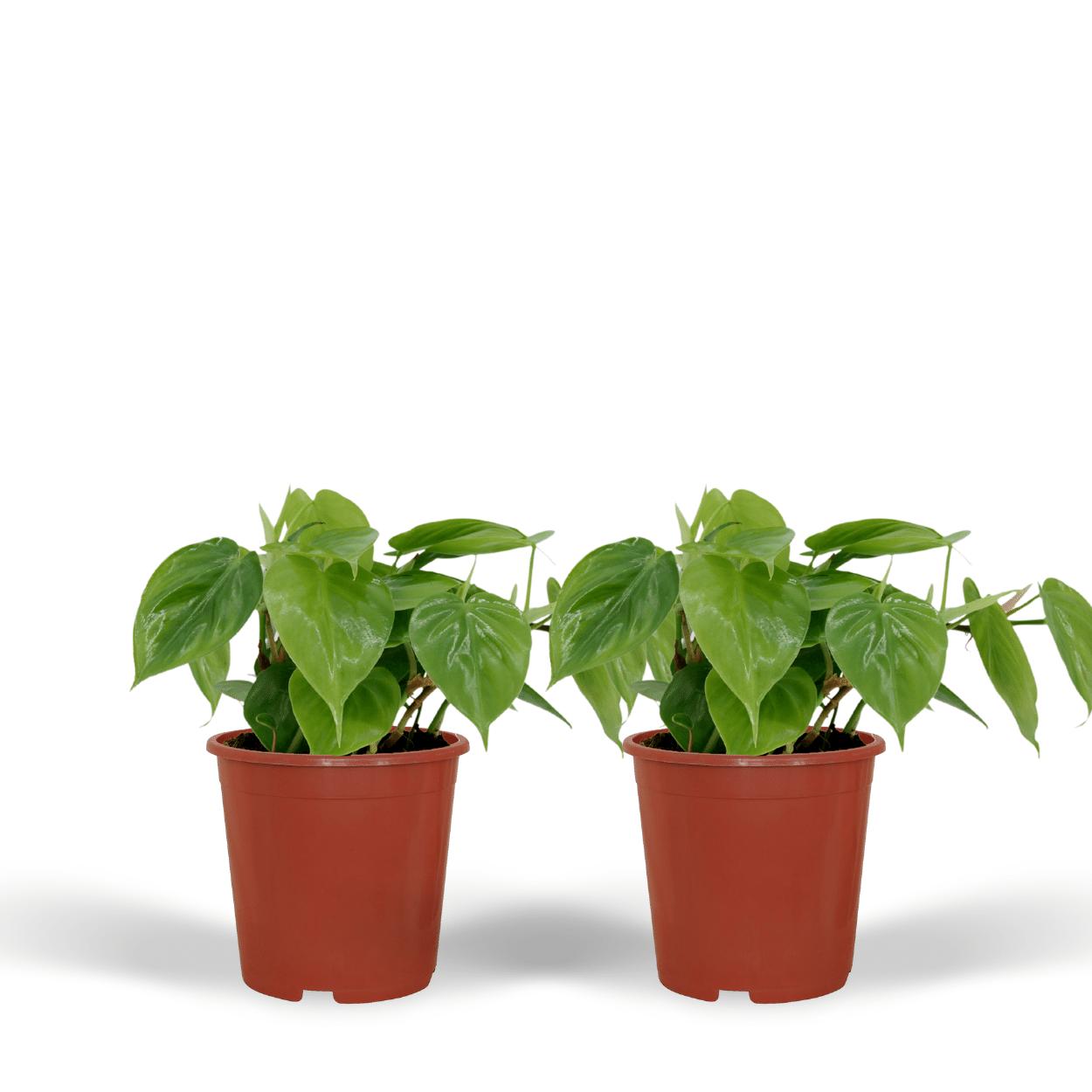 2x Philodendron Scandens - 5cm - ø12 - Philodendron