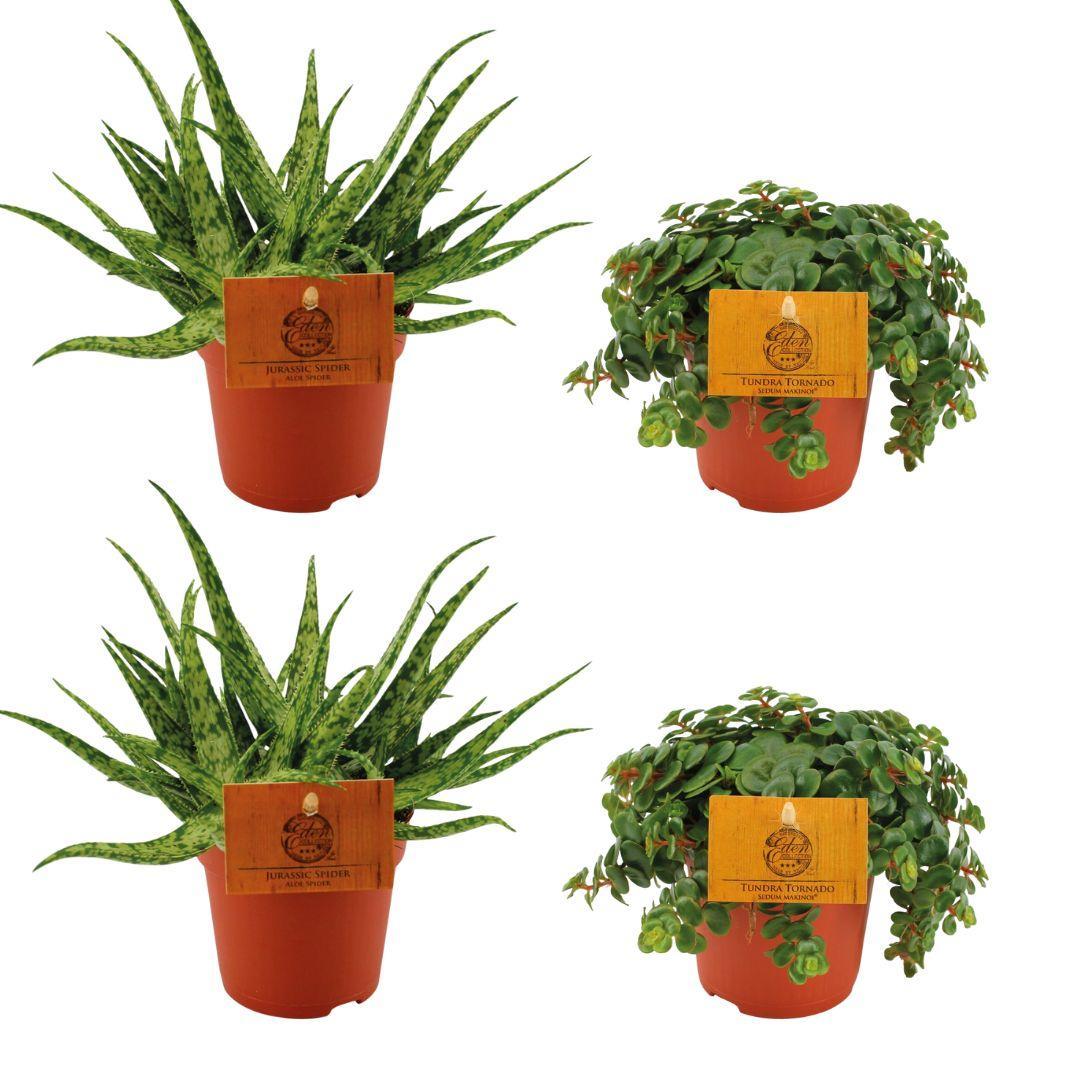 2x Aloe Spider + 2x Sedum Tornado - 4 Stück - Ø10,5cm - ↕10cm