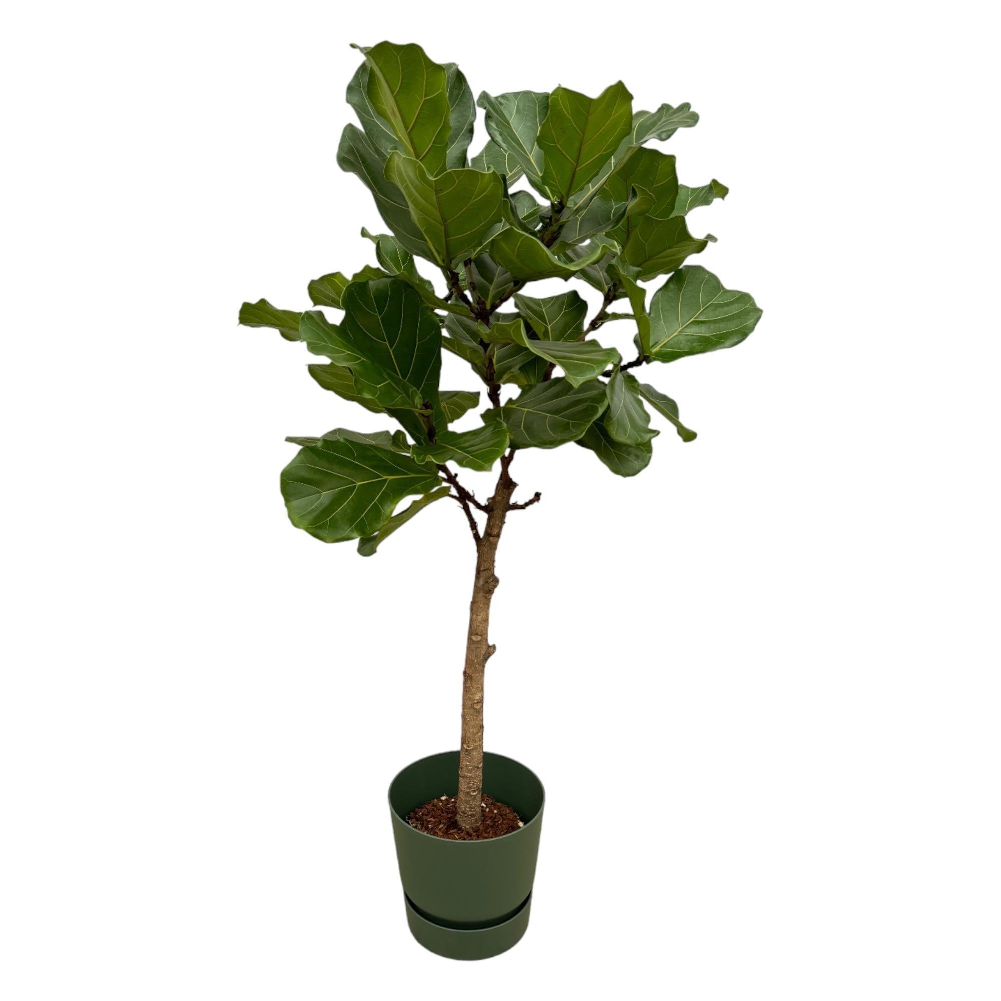 Ficus Lyrata-Stamm inklusive elho Greenville Rundgrün - 160 cm - Ø30