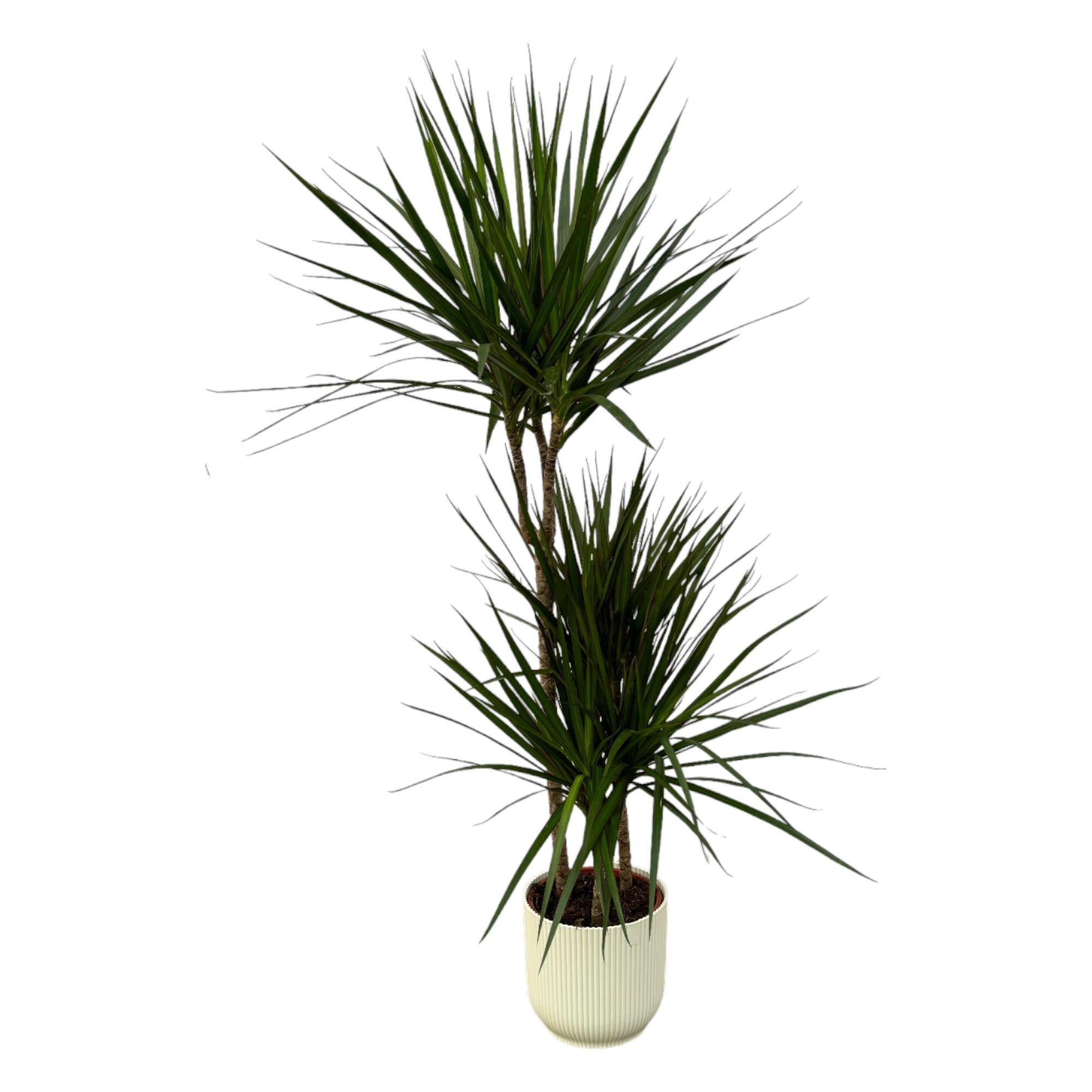 Dracaena Marginata - ↨120cm - Ø21cm inklusive elho Vibes Fold Round weiß D22xH20