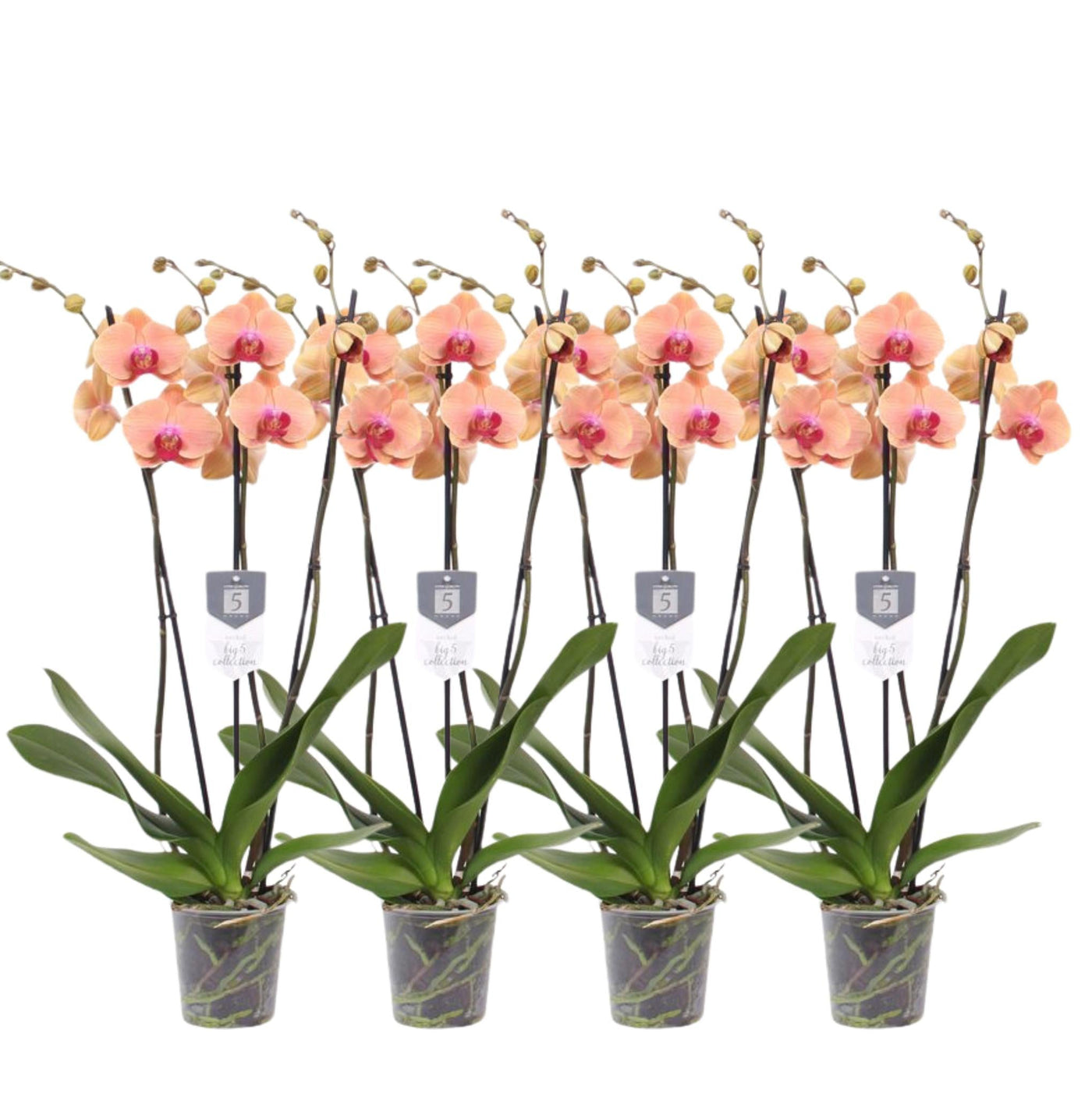 4er-Set – Phalaenopsis Carribean Dream – Orchidee mit 3 Zweigen – 60 cm