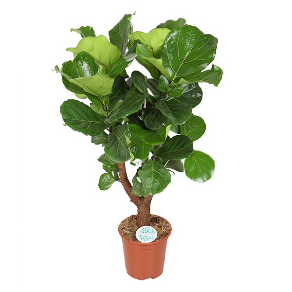 Ficus lyrata (verzweigt) – Ø27cm – ↕140cm