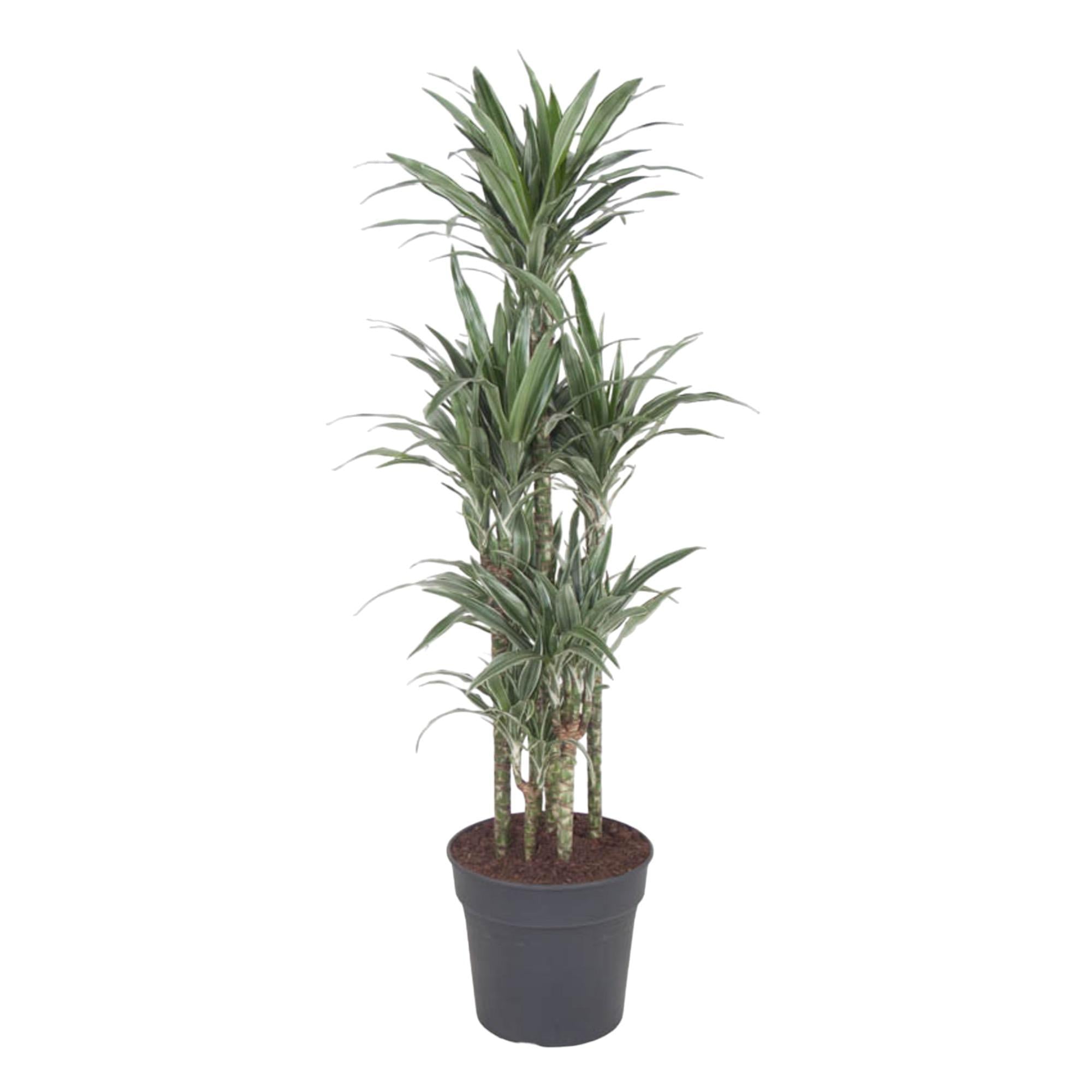 Dracaena Warneckei Karussell – 140 cm – ø31